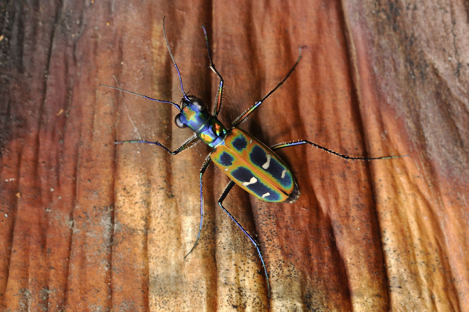 14-species-that-spell-the-arrival-of-monsoon-nature-infocus