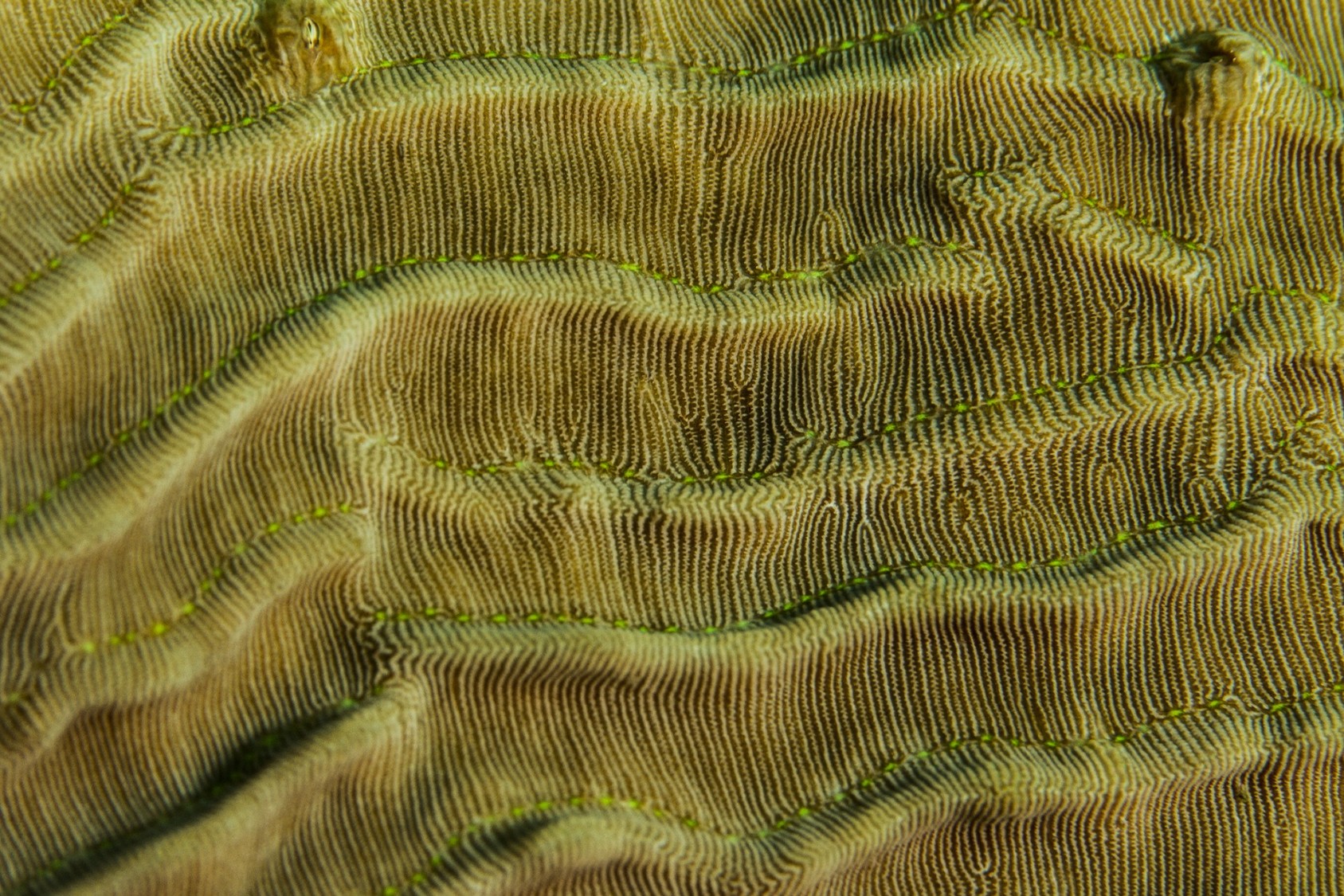 The Elephant Skin Coral is a stony coral with a wrinkled or ruffled surface that’s quite similar to an elephant’s skin, as its name suggests. The close-up reveals a lovely wavy pattern as well.