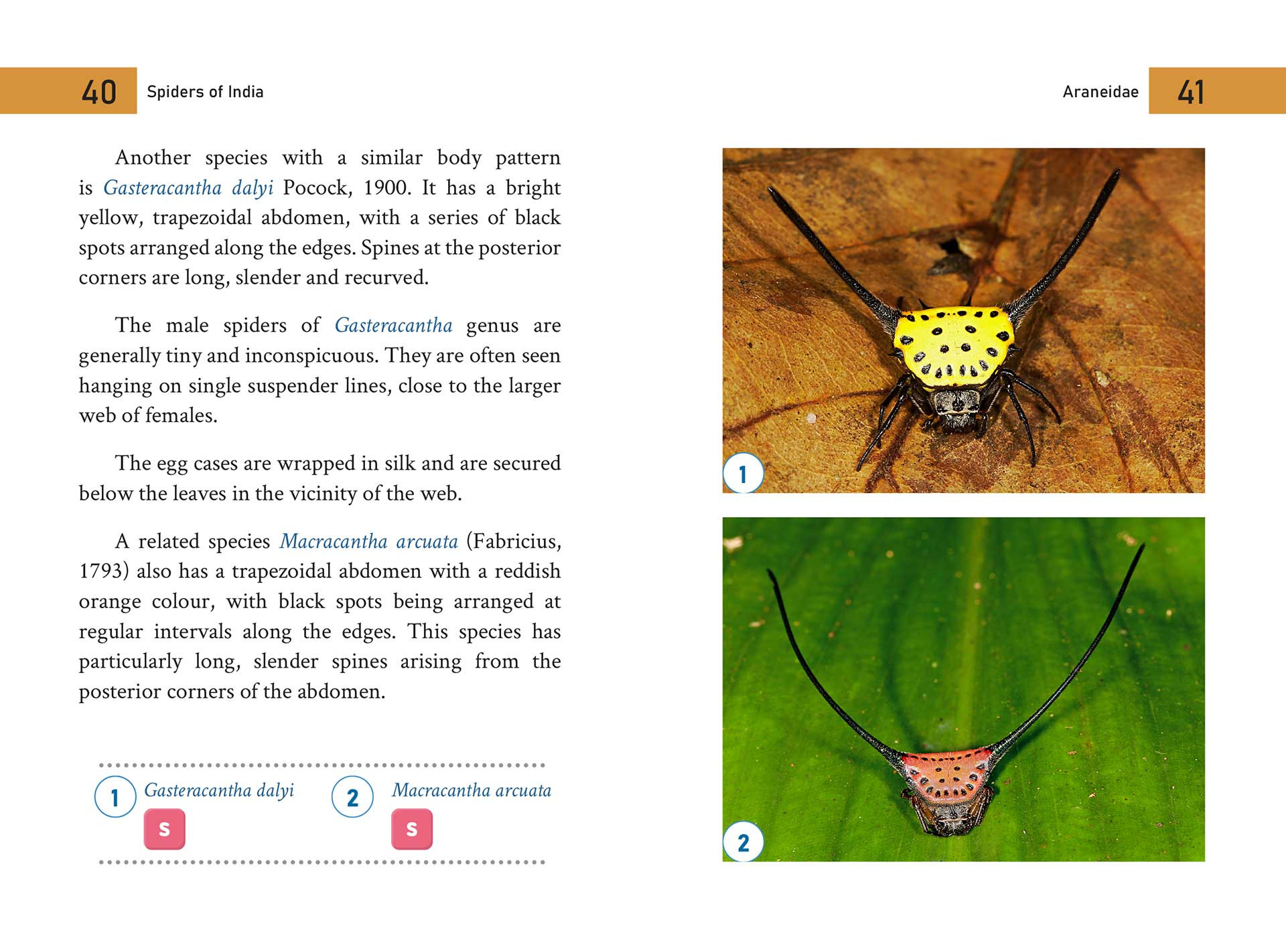 A Handy Field Guide To The Spiders Of India Nature Infocus