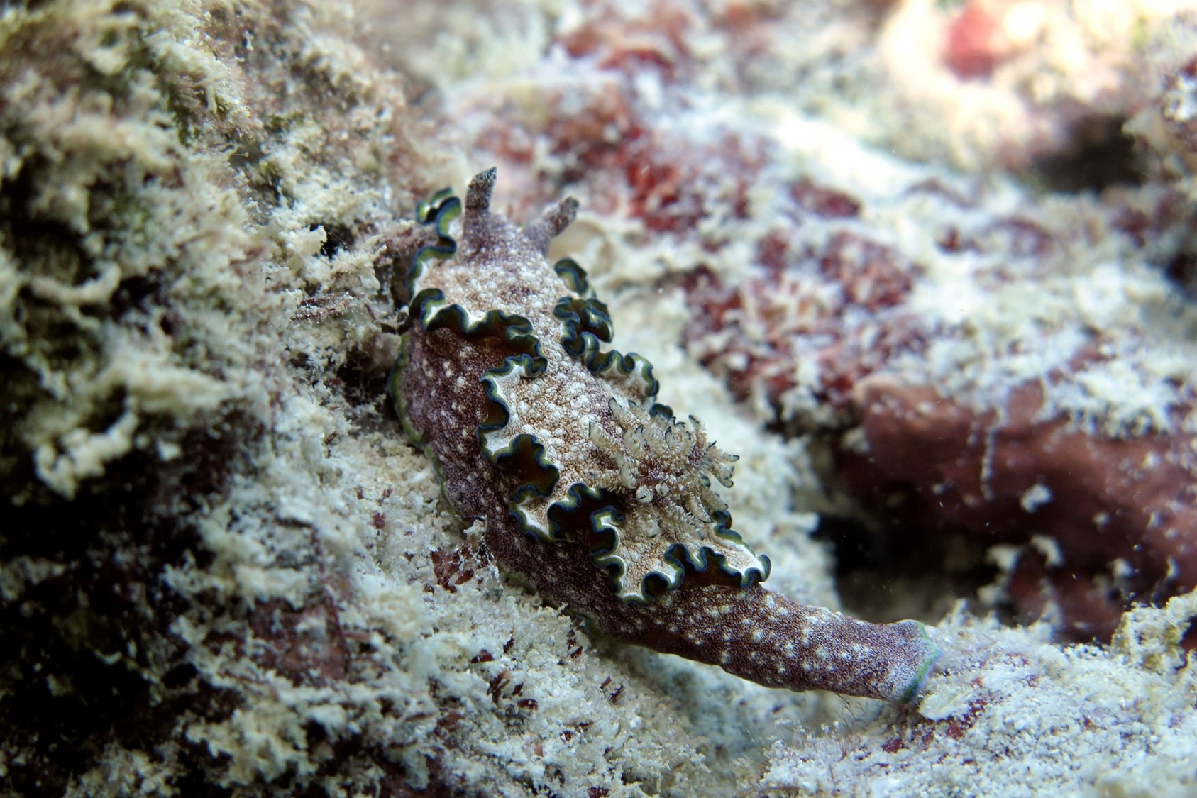 Life In The Undercoral - slide4 | Nature inFocus