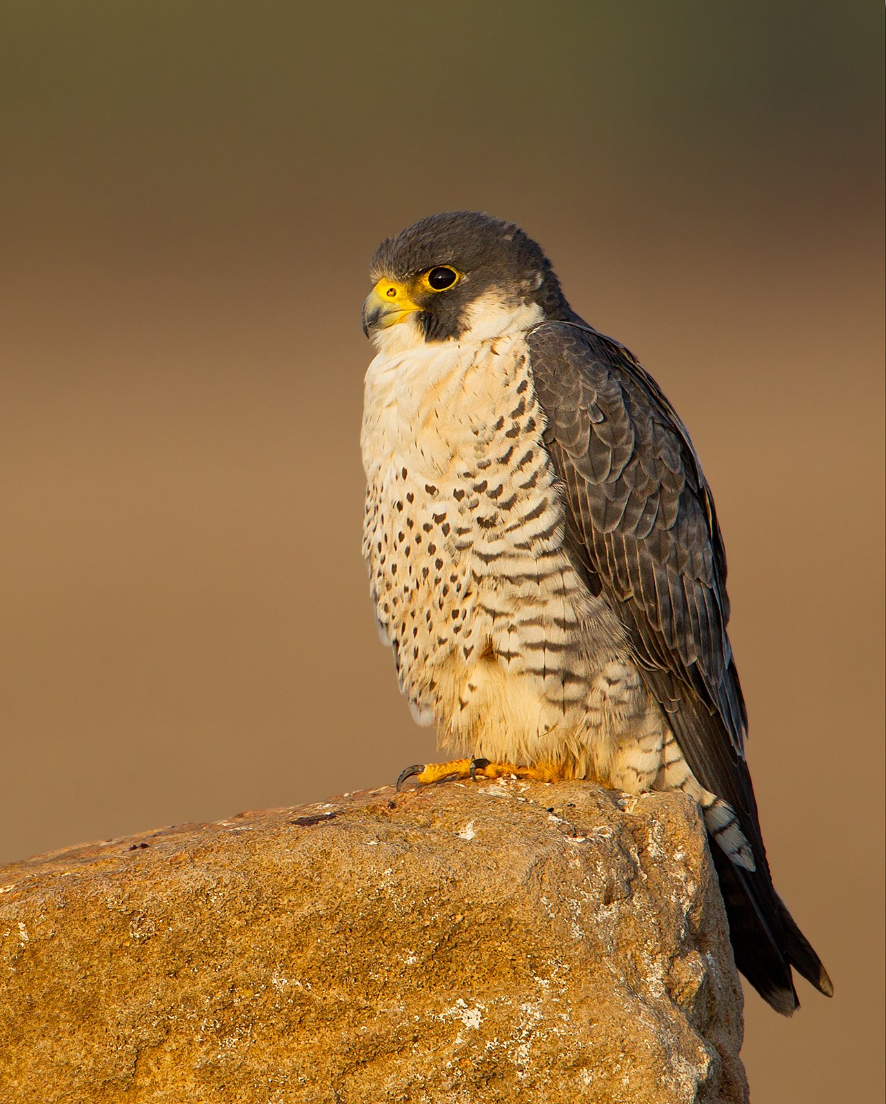 Migration Watch | Nature inFocus