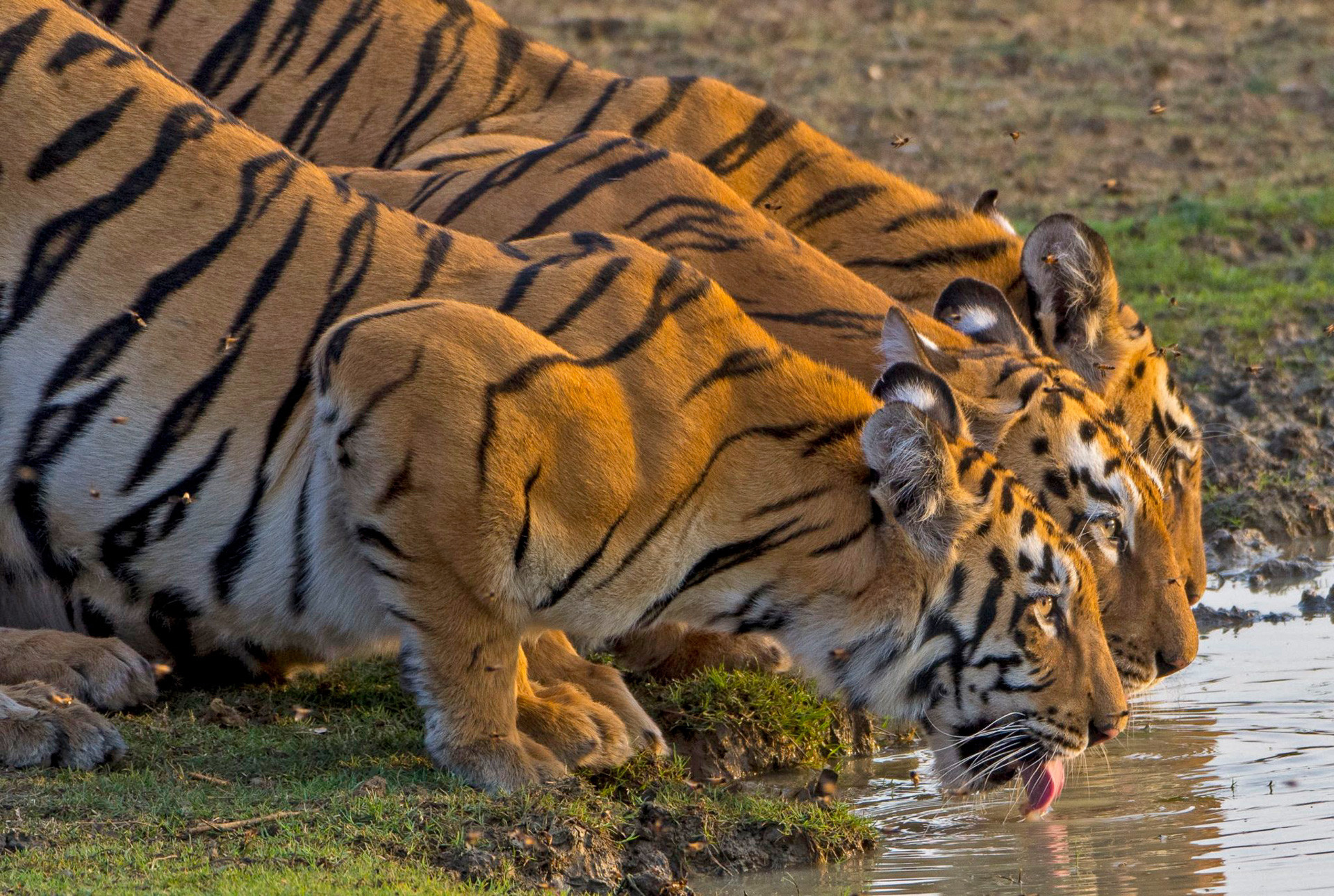 10 Things You Need To Know About Bengal Tigers, bengal tiger is found in 