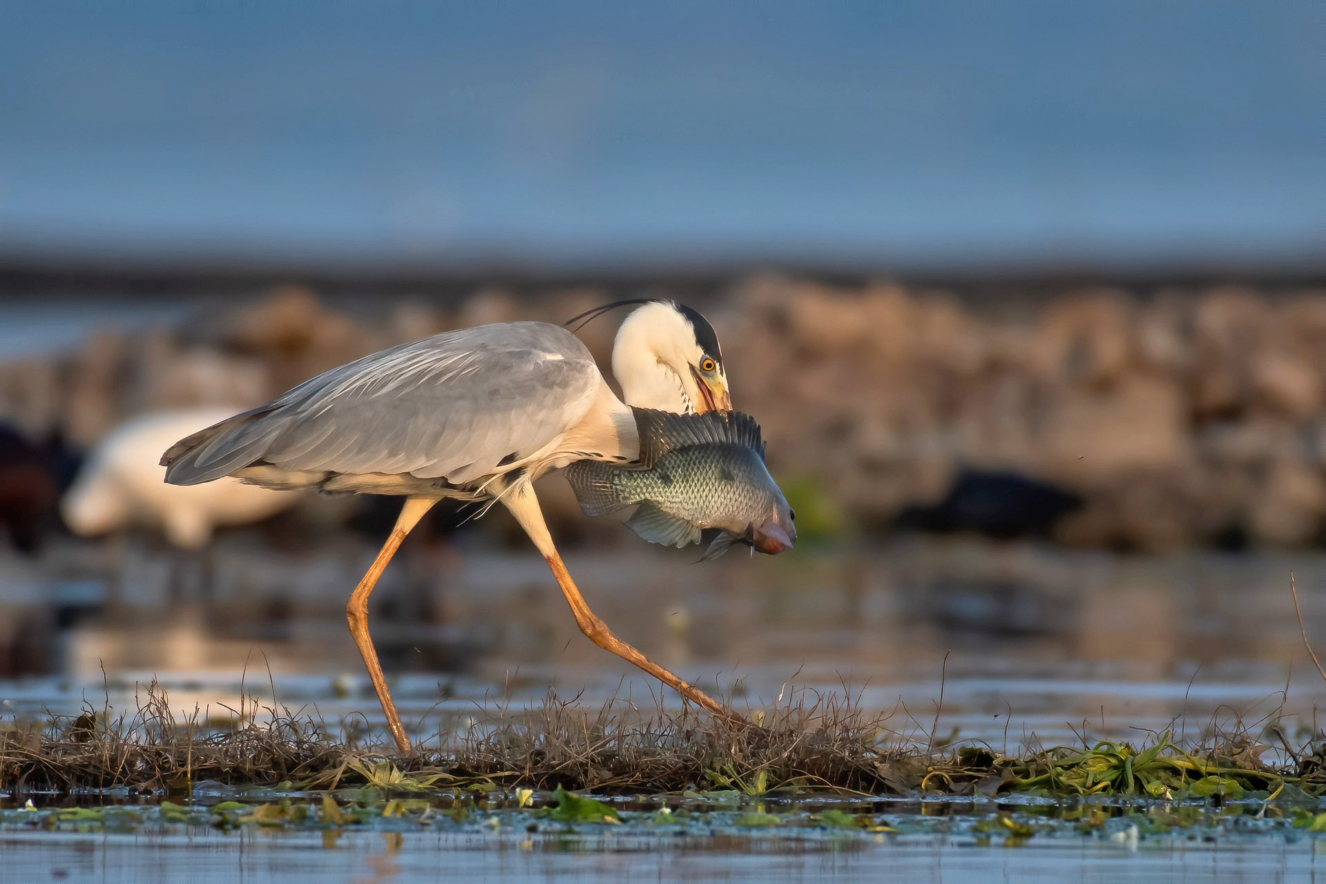 The Herons Of India | Nature inFocus