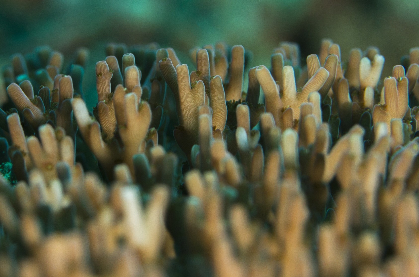 Hard Corals appear in a wide range of shapes and structures. The ones pictured here are small tube-like corals. They provide shelter and food to tiny fishes like damsels and many more.