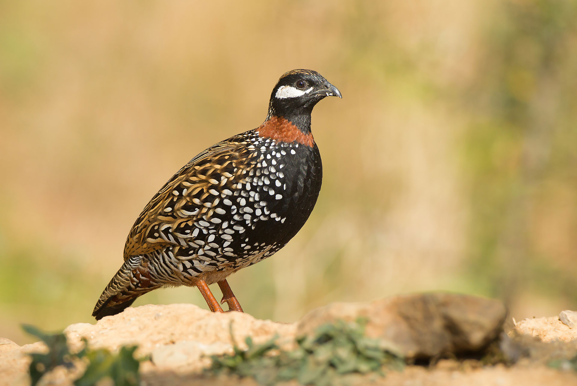 Meet The Official Bird Of Every State & Union Territory Of India