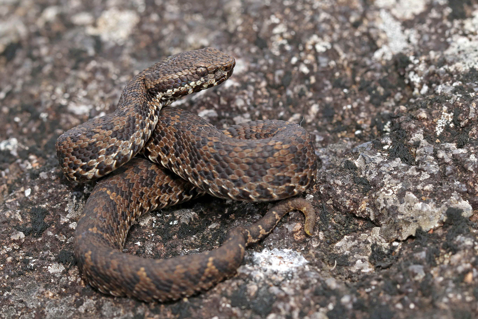 India's Striking Variety Of Pit Vipers