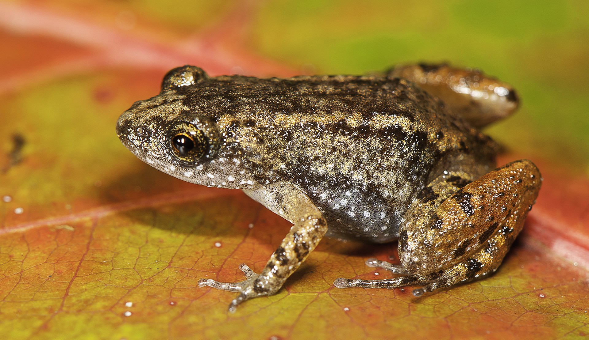 Four New 'Night Frog' Species Discovered From The Western Ghats