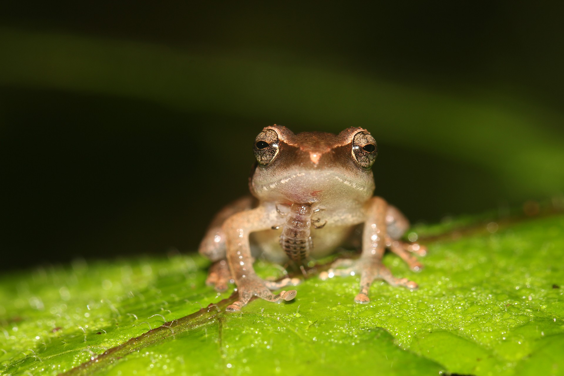 When Predator Turns Prey | Nature inFocus