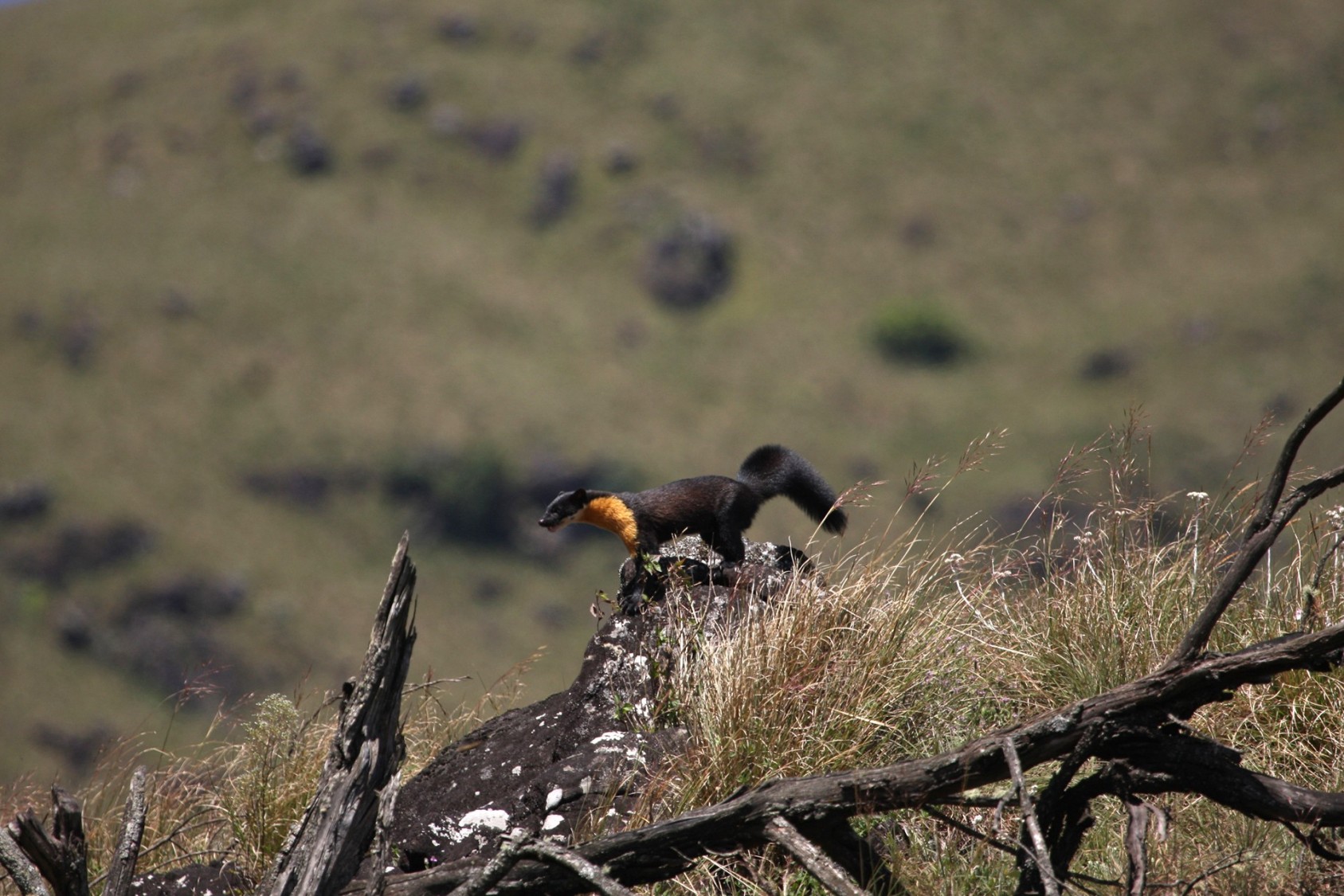 the-mara-naai-of-the-nilgiris-slide3-nature-infocus