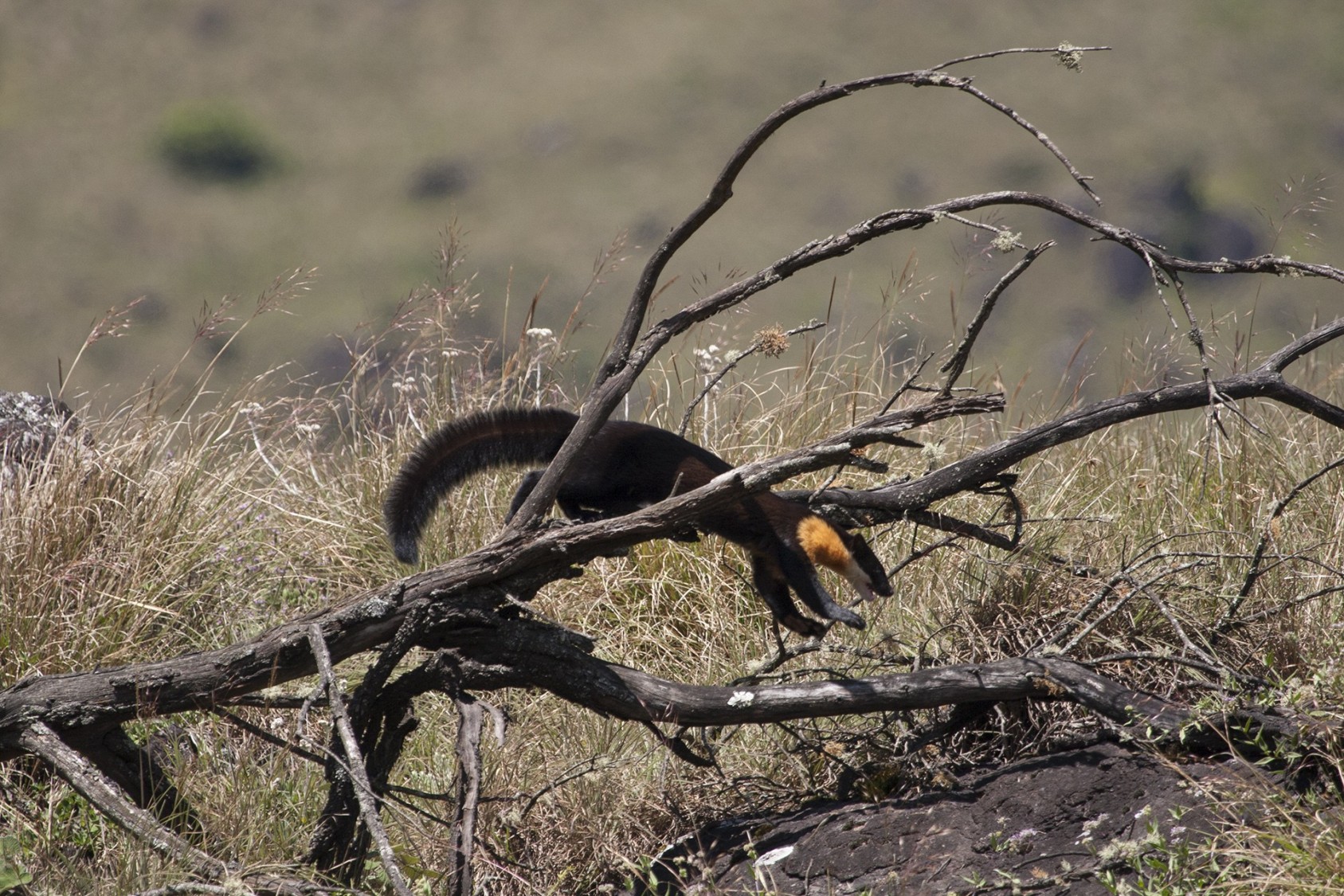 the-mara-naai-of-the-nilgiris-slide5-nature-infocus