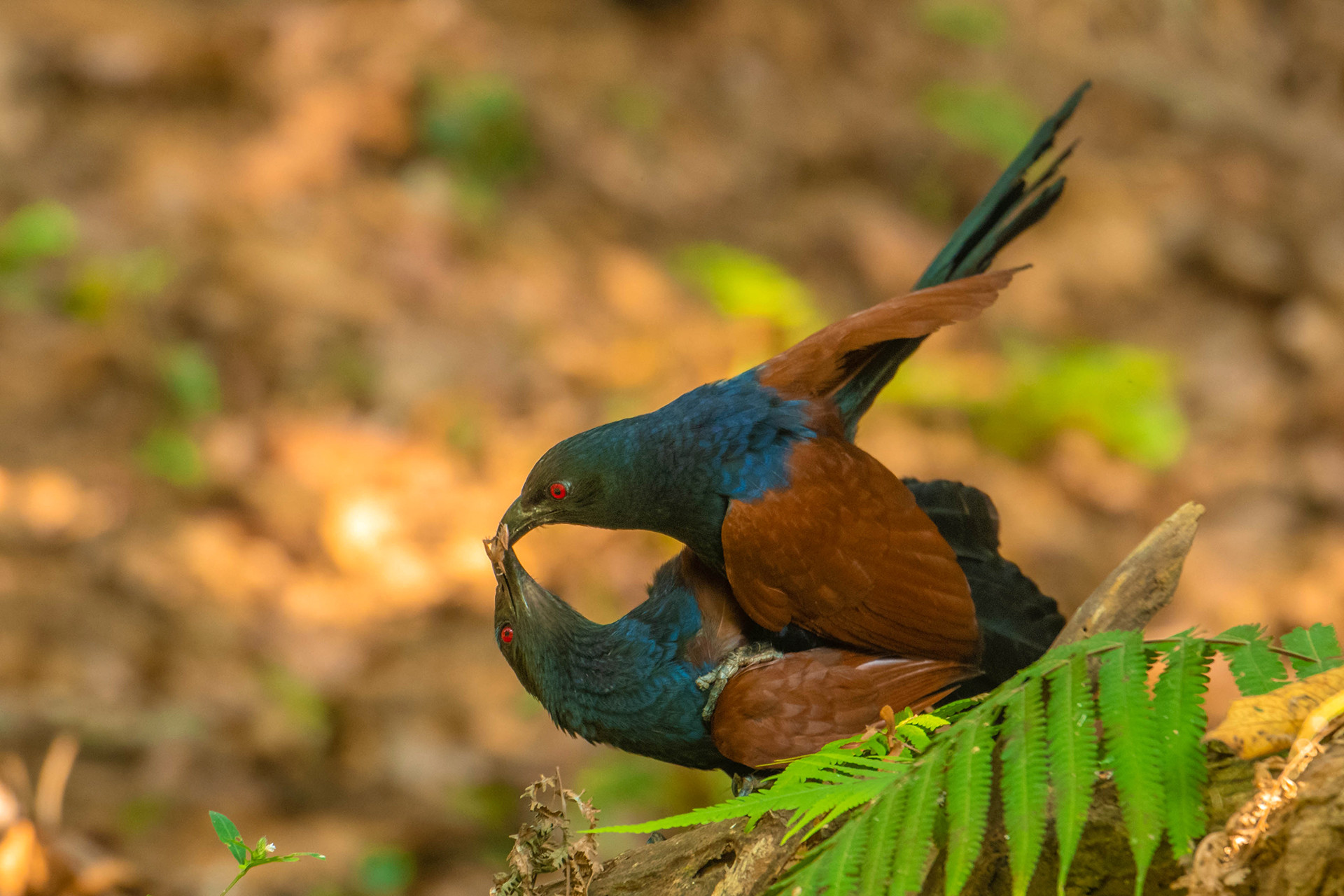 bird-courtship-displays-the-most-exciting-to-look-out-for-this-spring