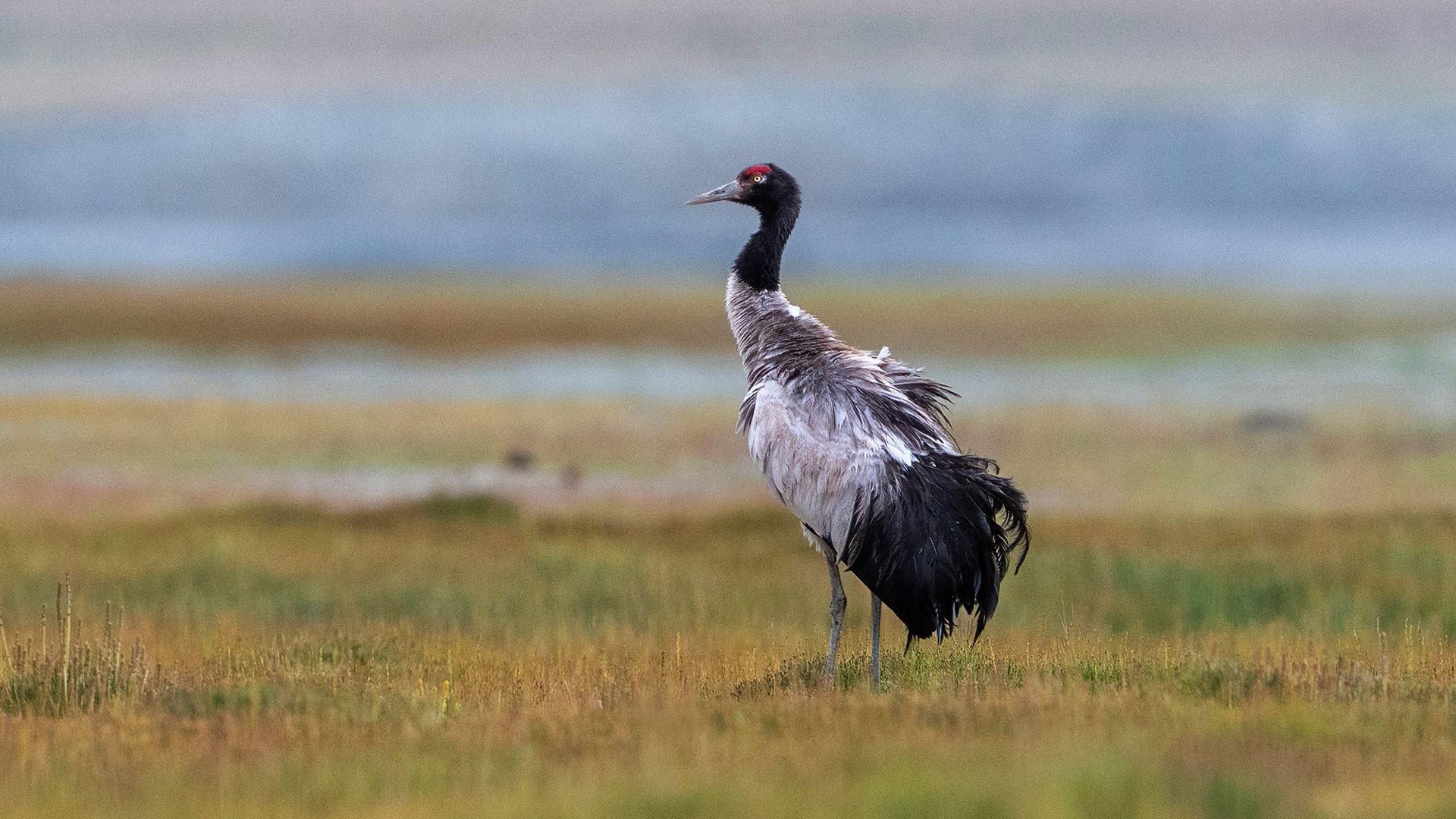 Meet The Official Bird Of Every State & Union Territory Of India ...