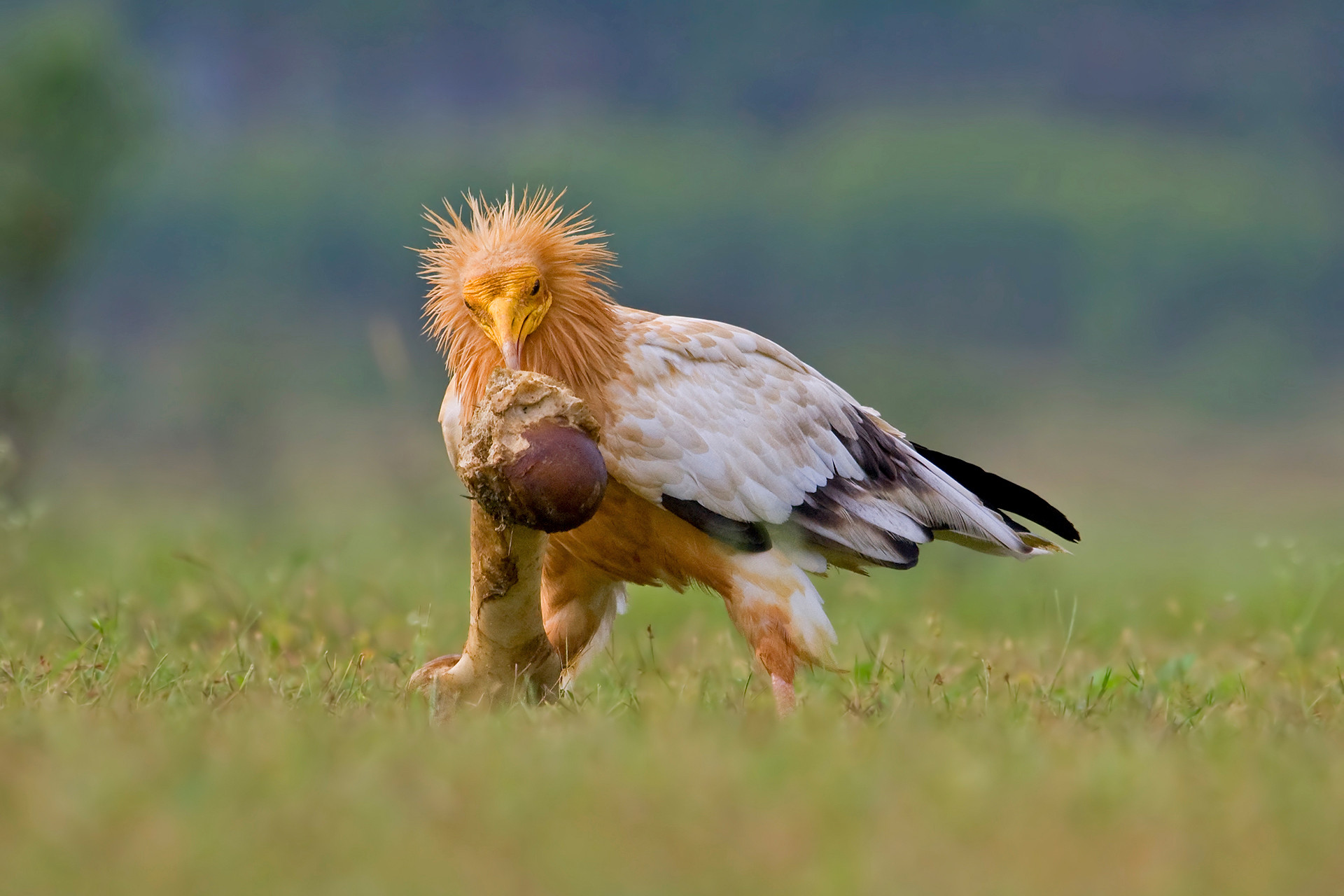 A Complete Guide To The Vultures Of India | Nature InFocus