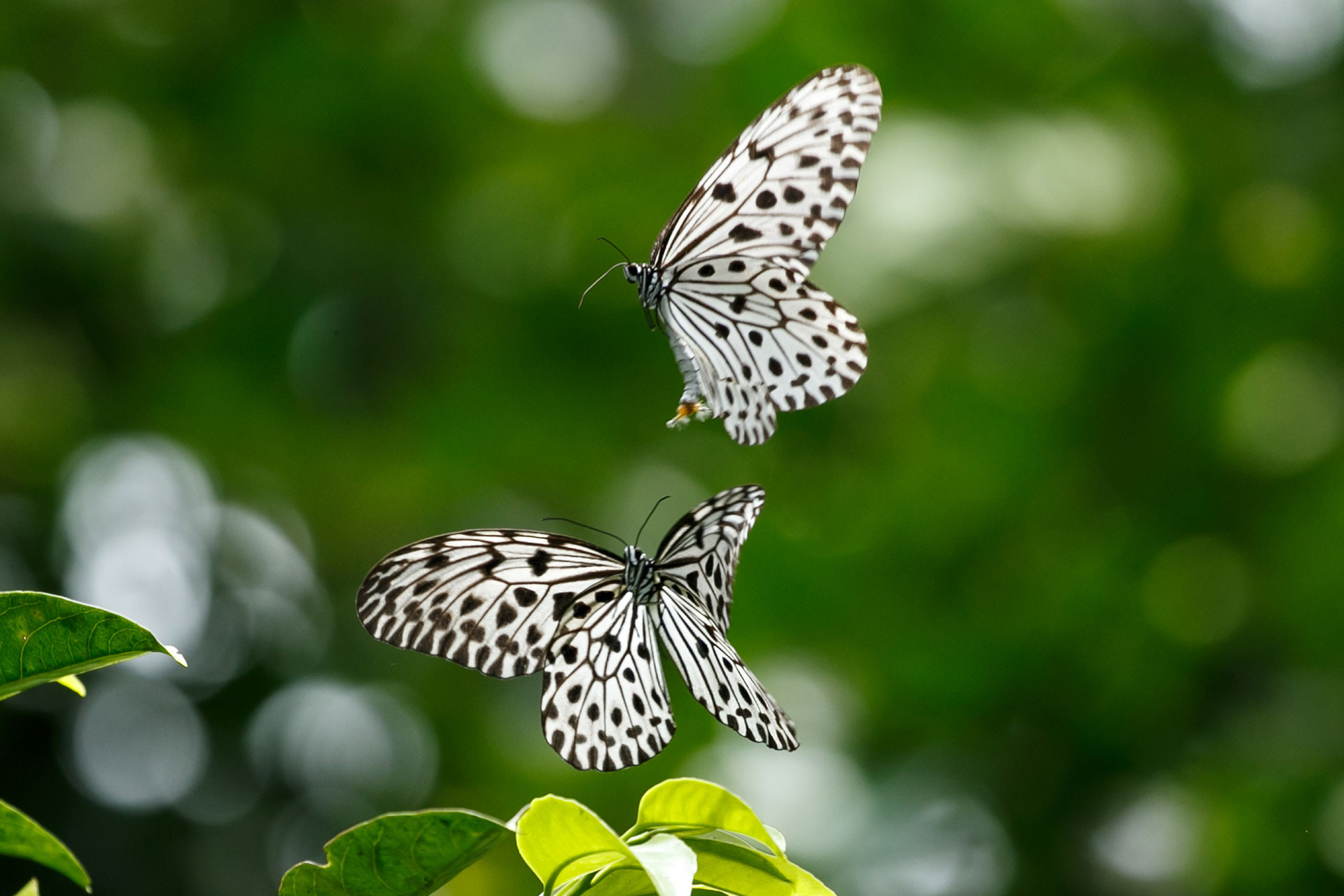 The Monsoon Stars Of The Western Ghats | Nature inFocus