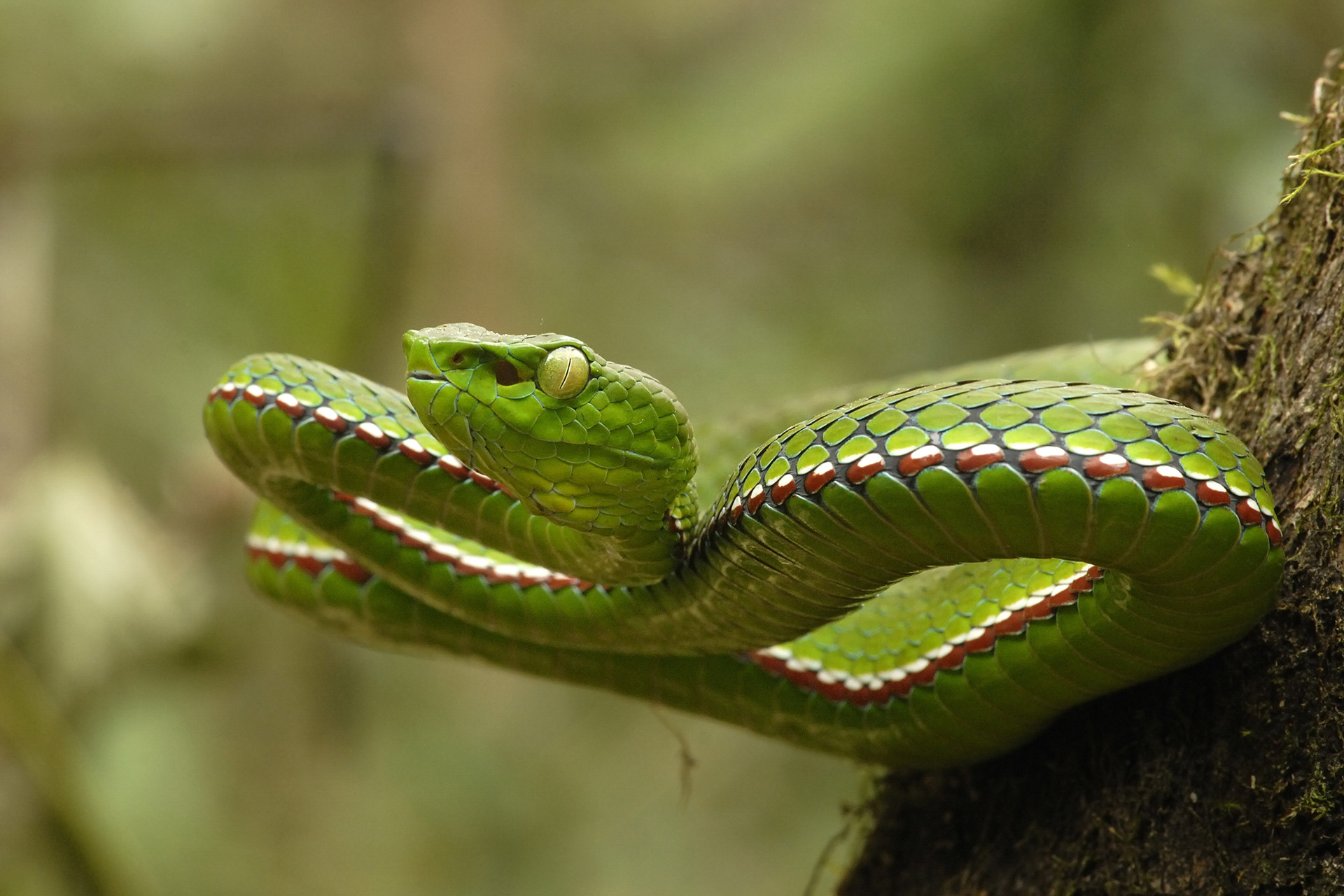 India's Striking Variety Of Pit Vipers Nature inFocus