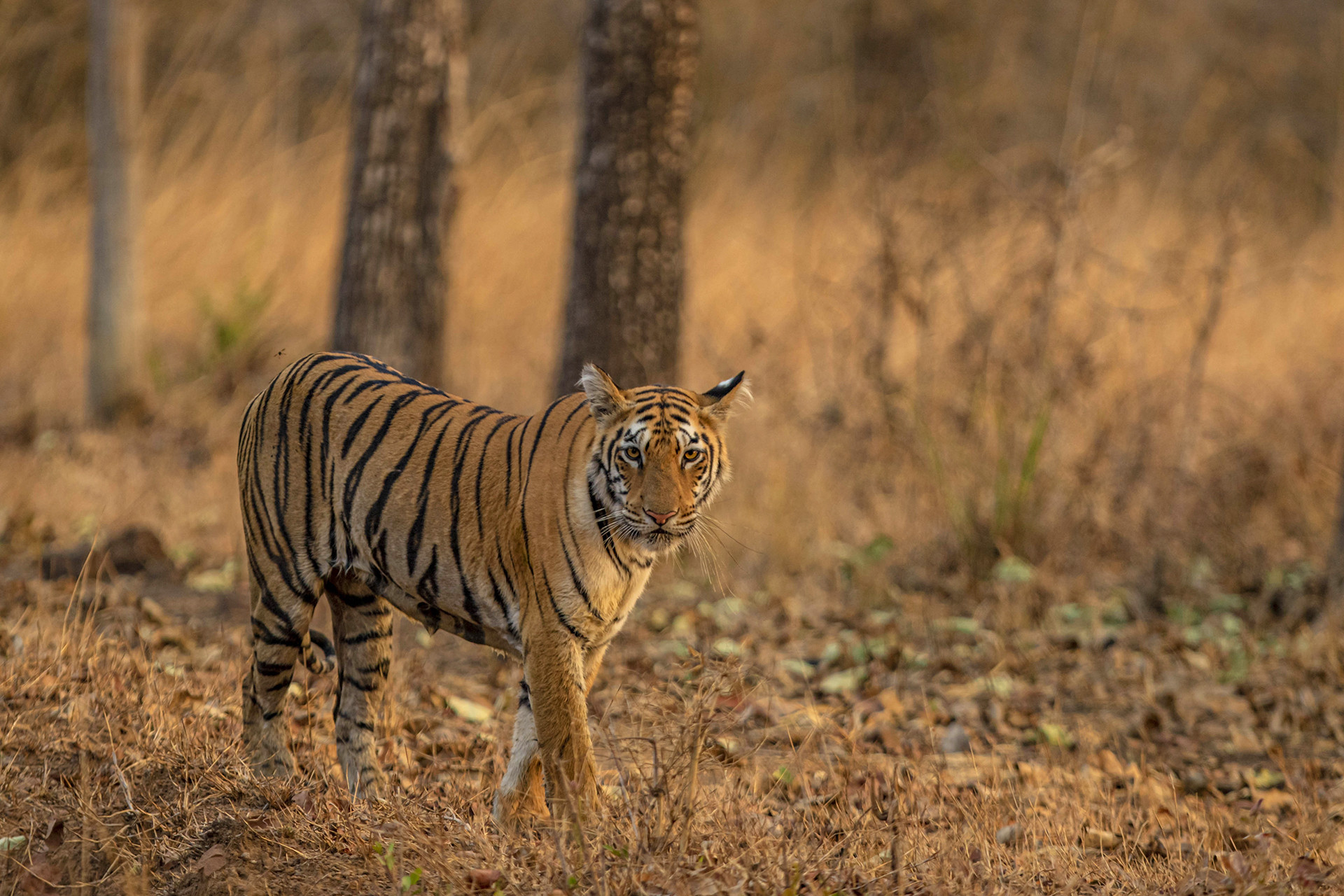 Tadoba Andhari Tiger Reserve Through My Lens | Nature inFocus