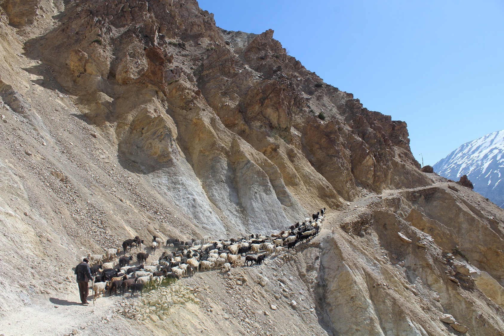 are-blue-sheep-really-blue-slide6-nature-infocus