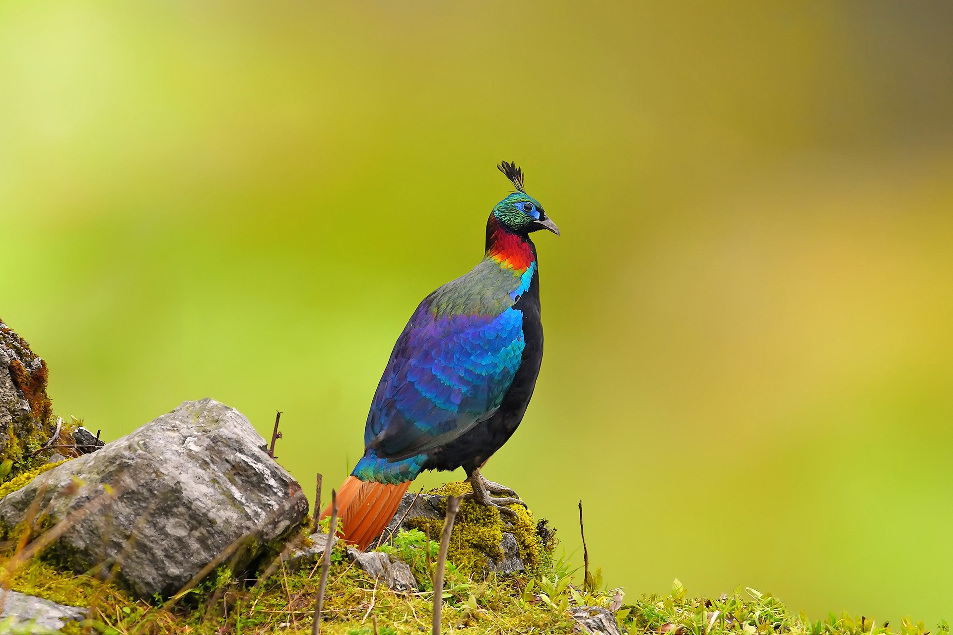 Meet The Official Bird Of Every State & Union Territory Of India ...