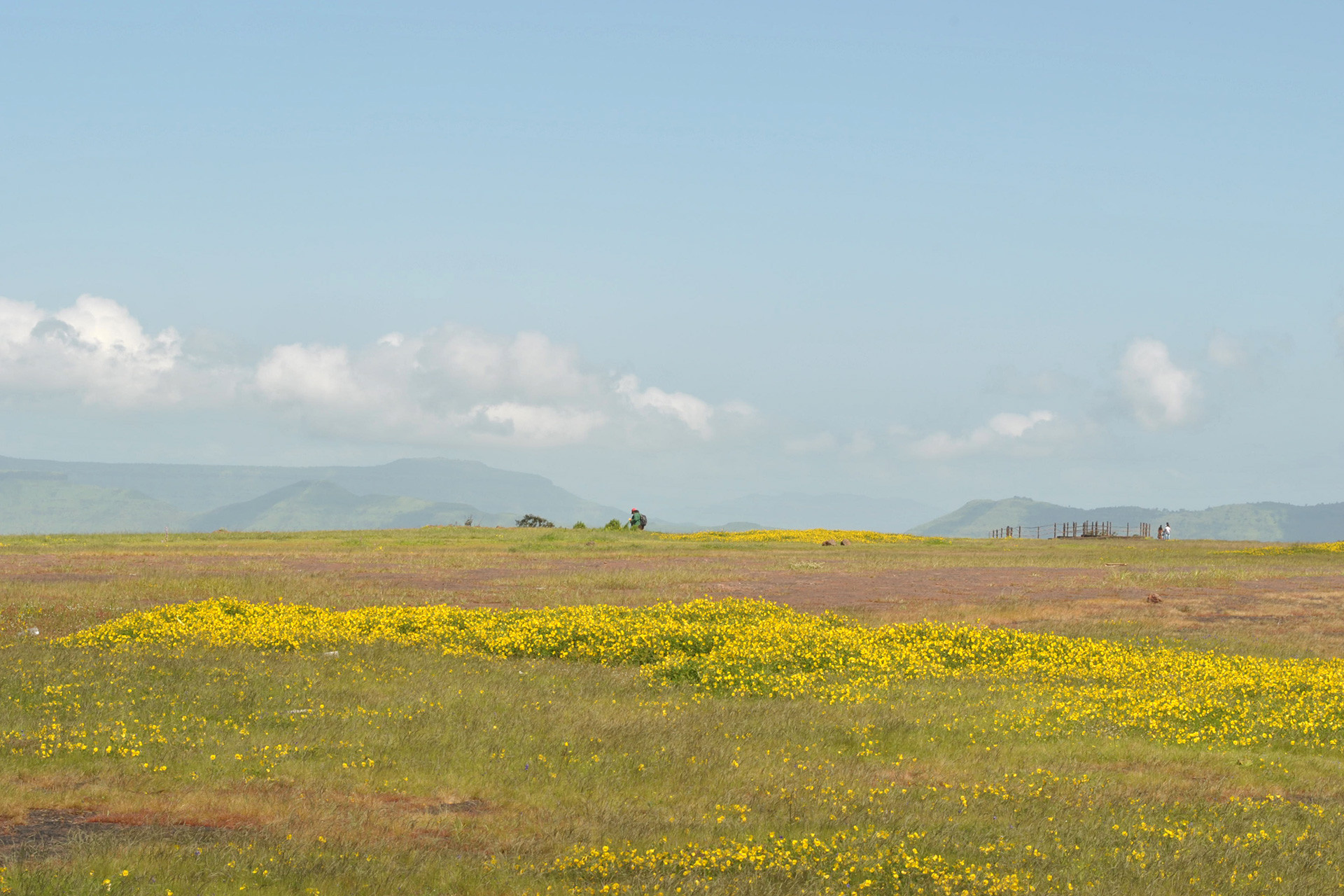 The Fight For The Panchgani Tableland | Nature inFocus