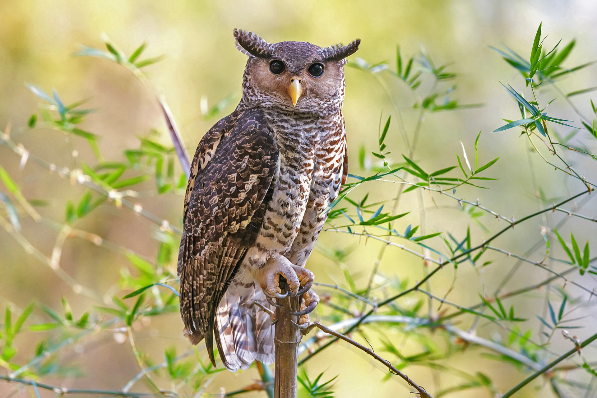 Owl You Need To Know About Owls | Nature inFocus