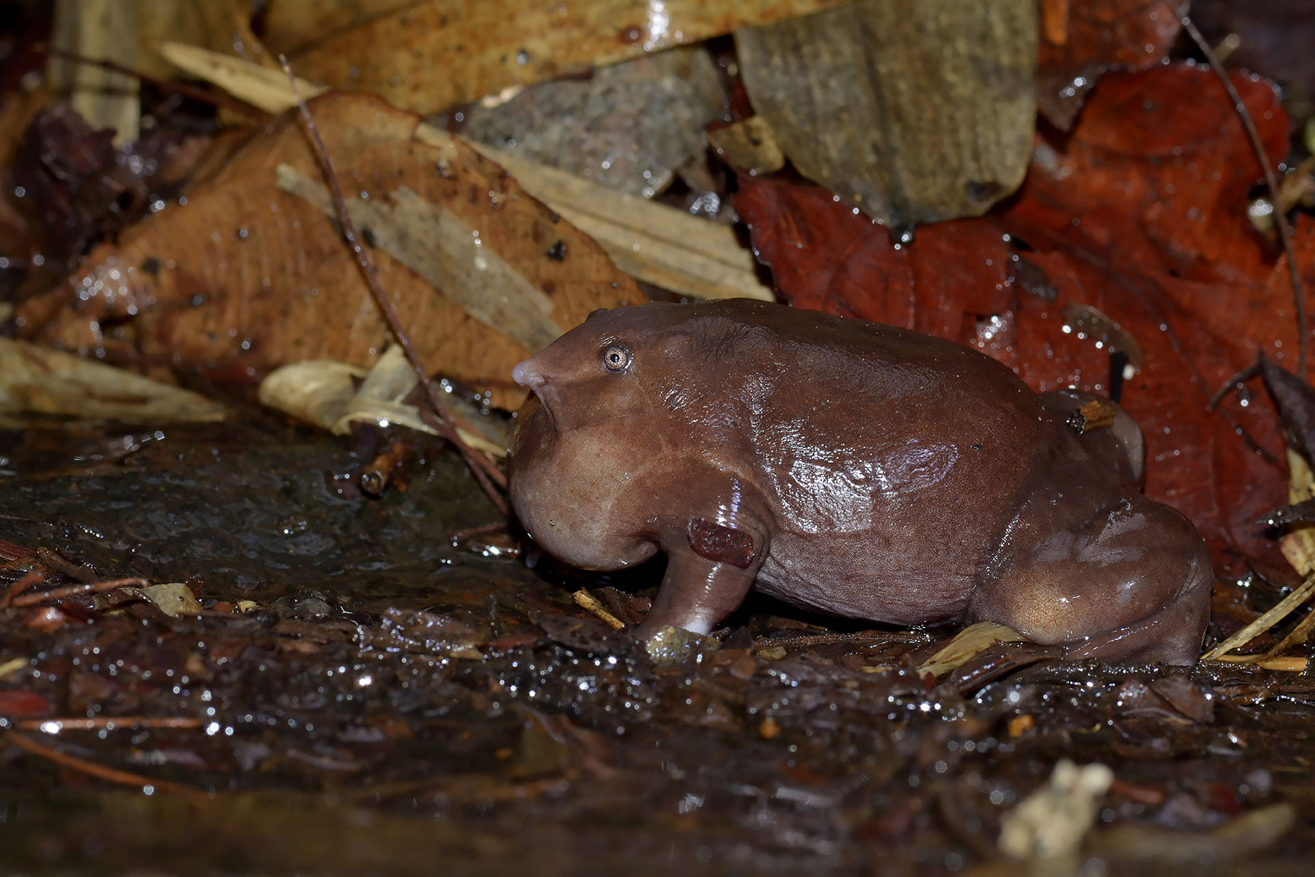 Protecting The Mysterious Purple Frog Nature inFocus