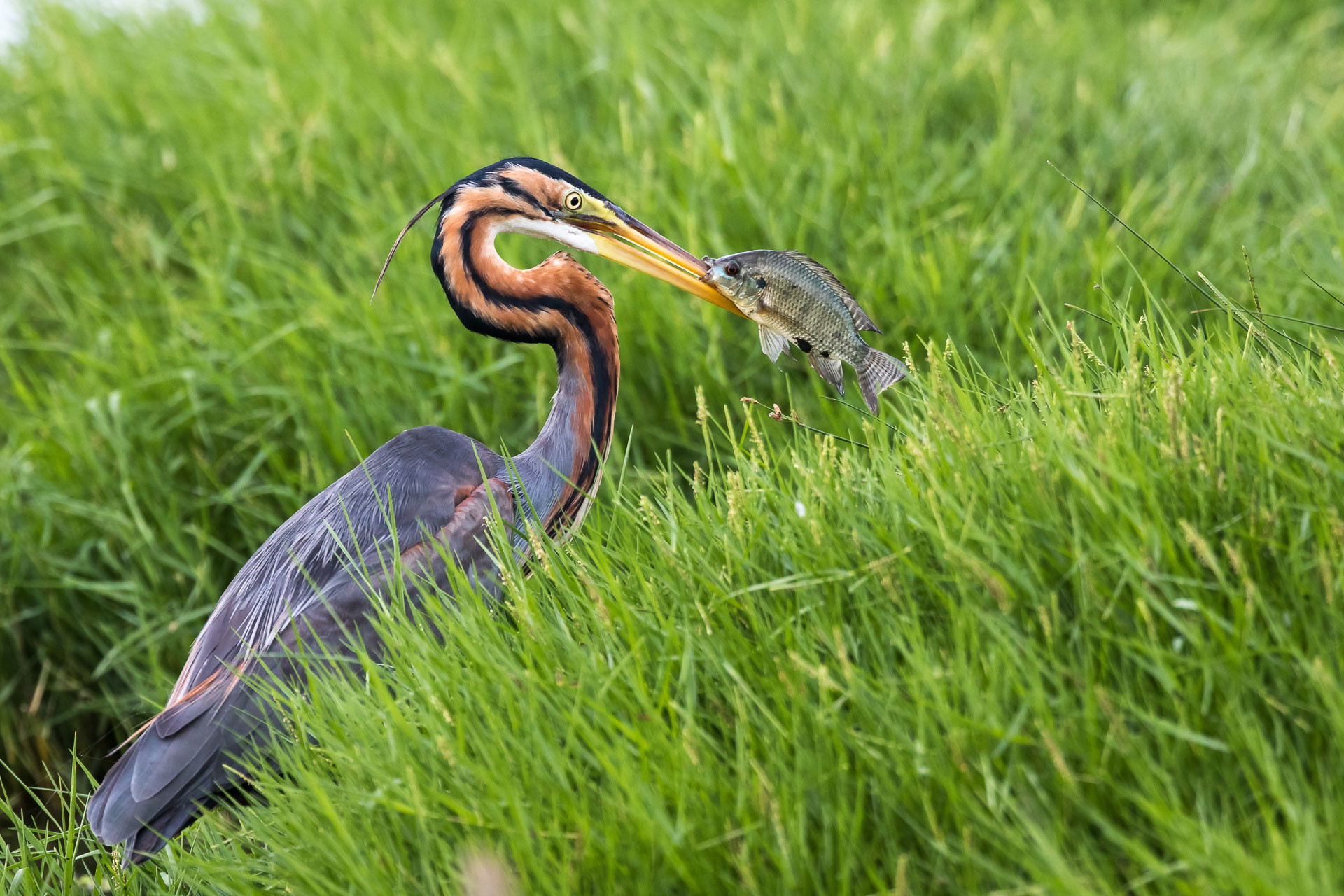 The Herons Of India Nature Infocus