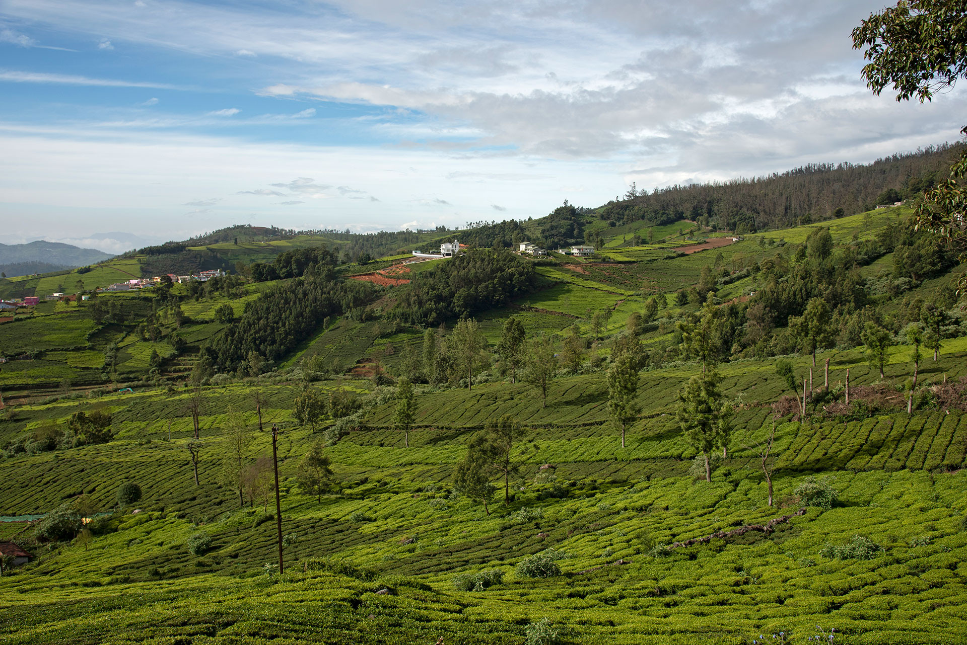 The Little Survivor Of The Nilgiris | Nature inFocus