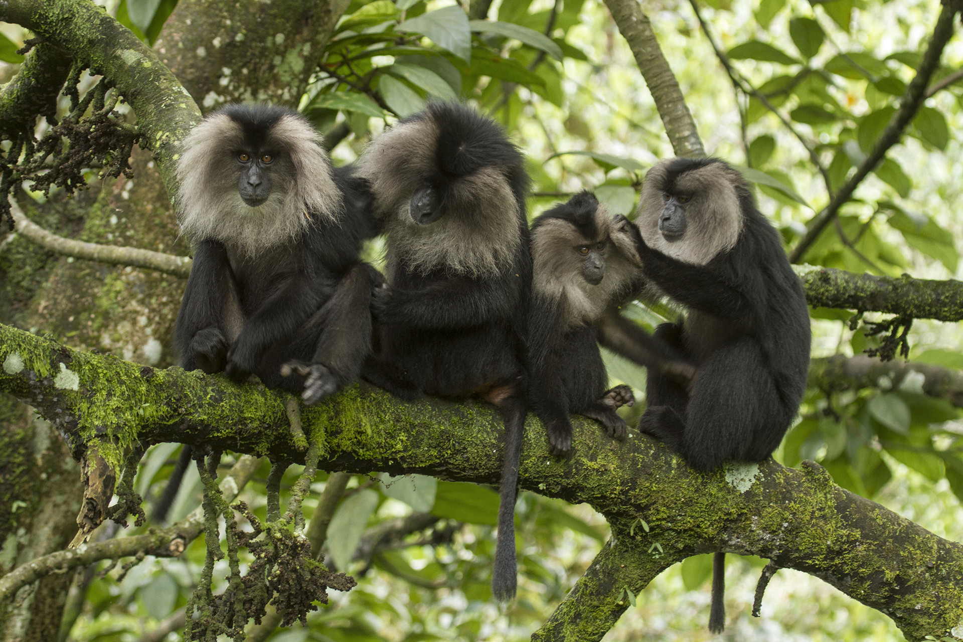 10 Things You Need To Know About Lion-tailed Macaques | Nature inFocus