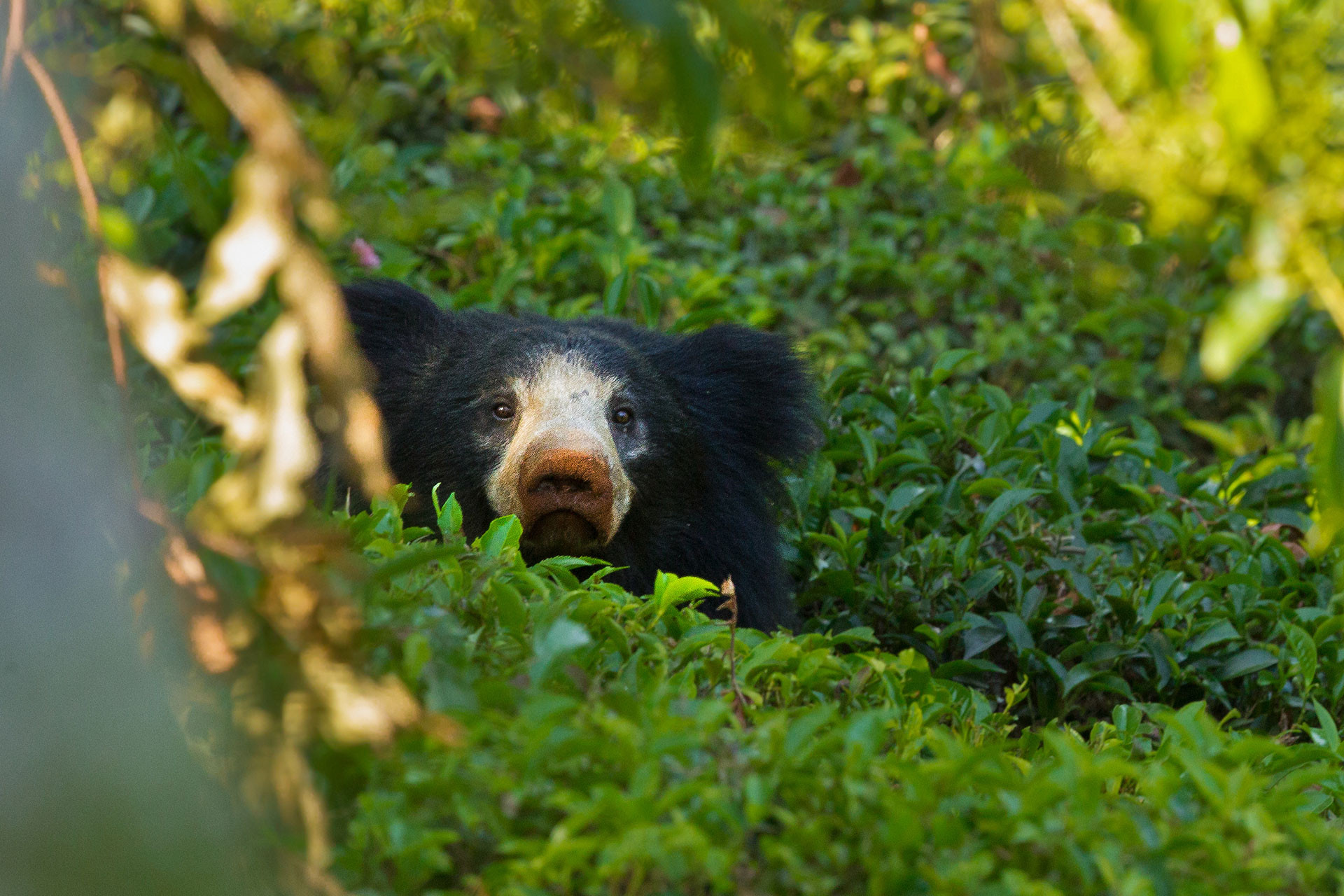 10-things-you-need-to-know-about-sloth-bears-nature-infocus