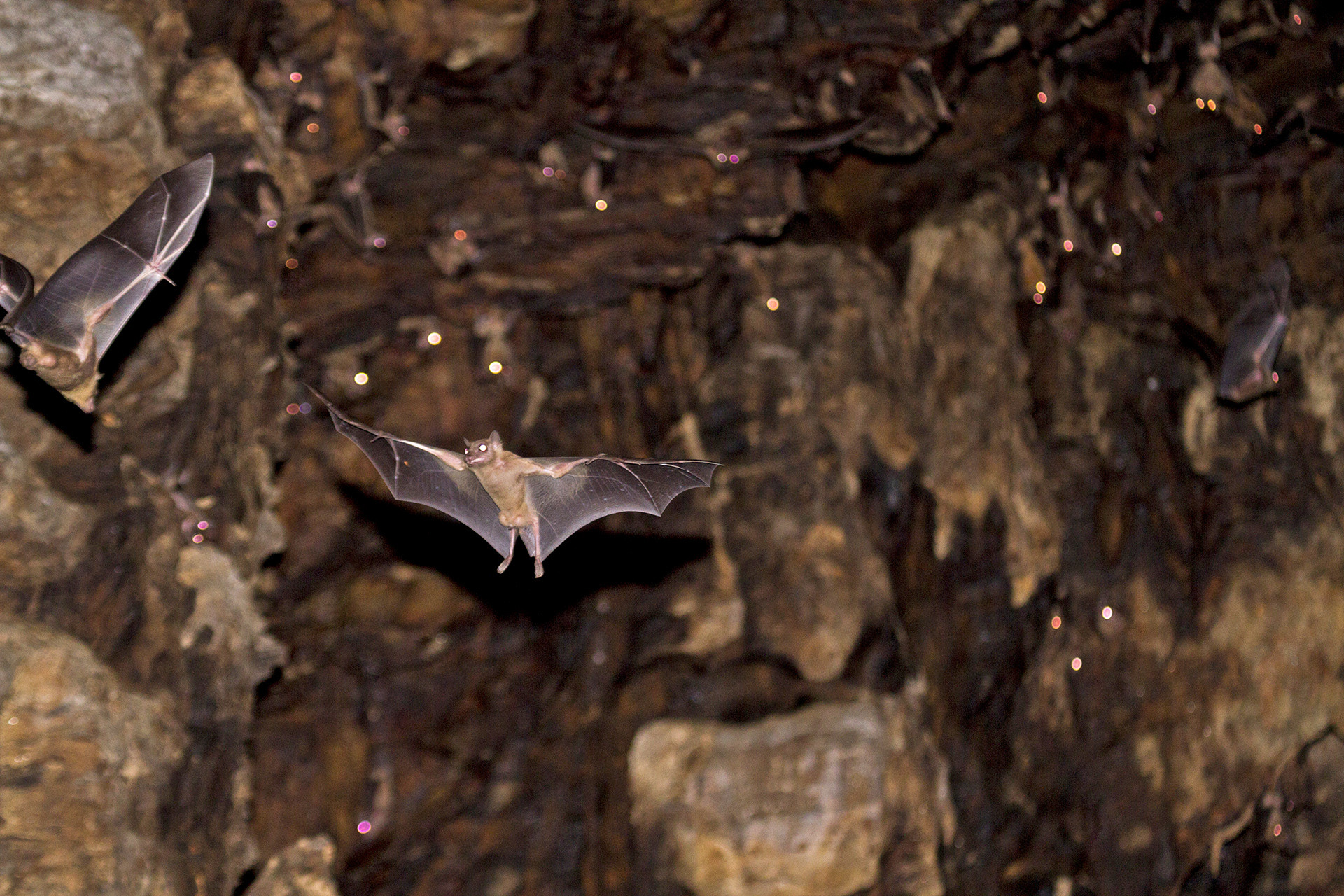 All You Need To Know About Bats Nature Infocus