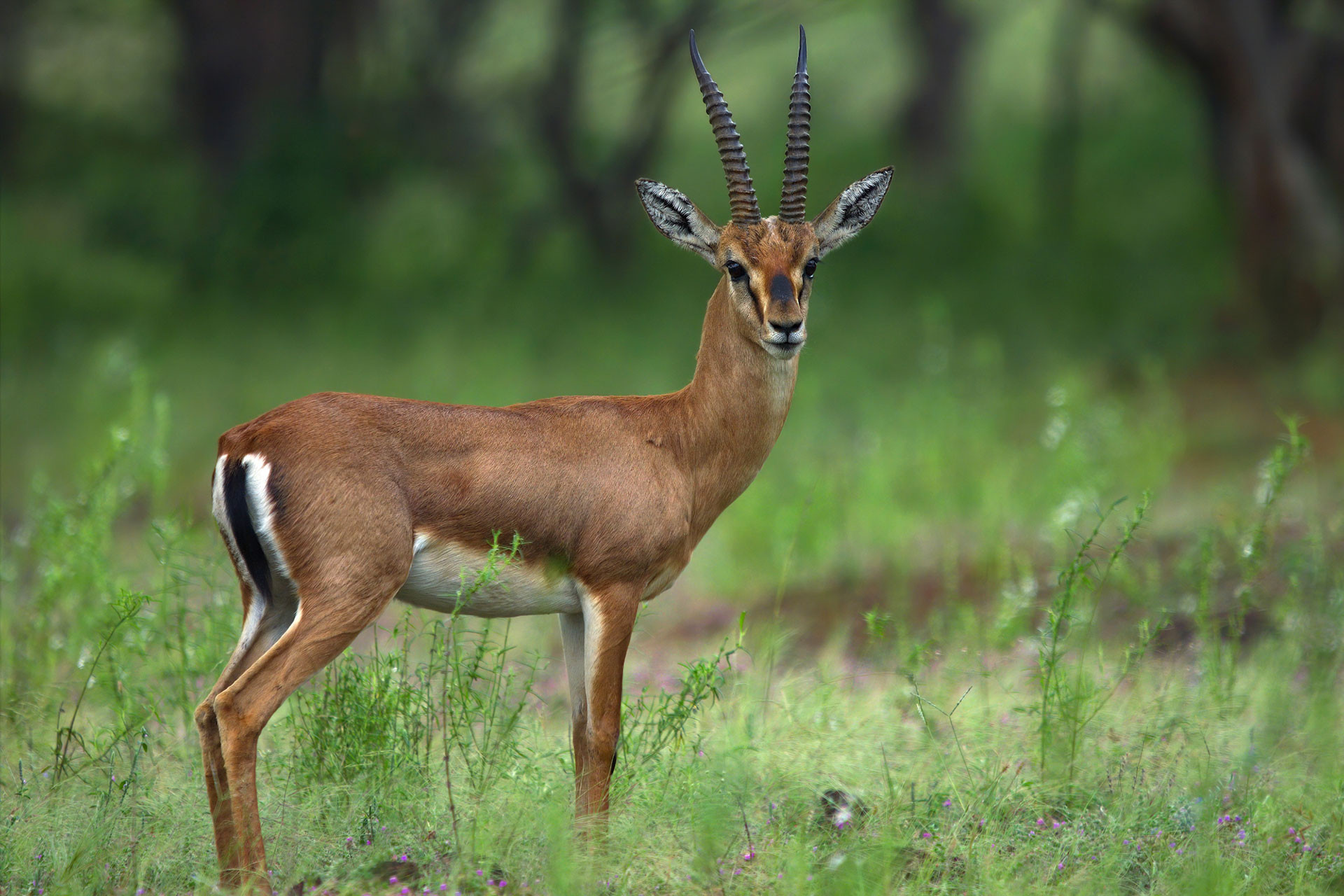 Antelopes Of India | Nature inFocus