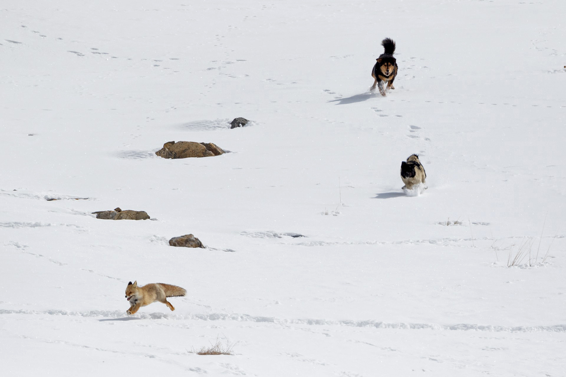 Feral 2024 dog sanctuary