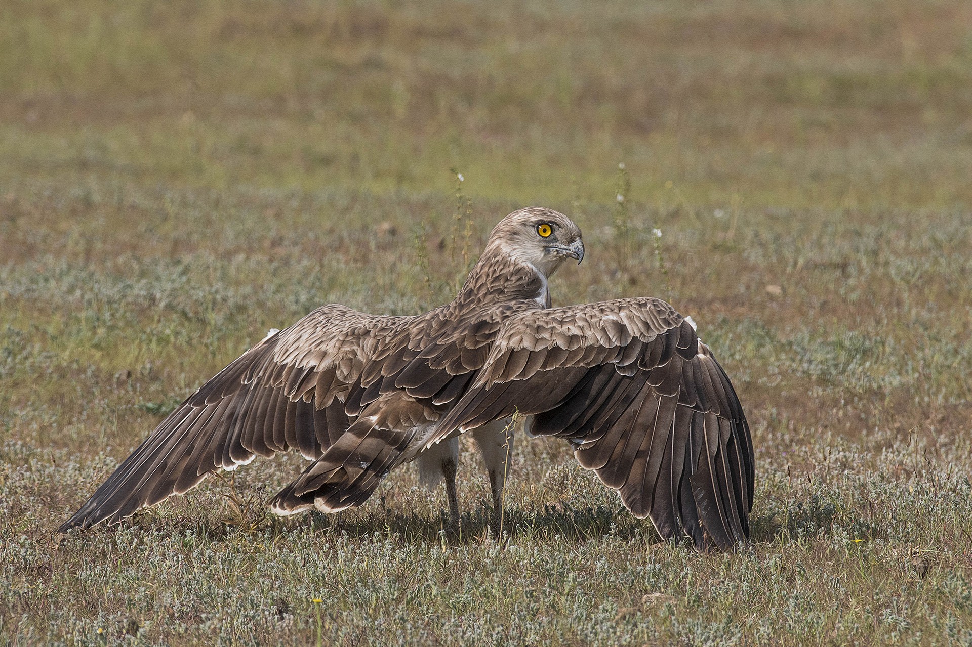 Birds Of Grasslands | Nature inFocus