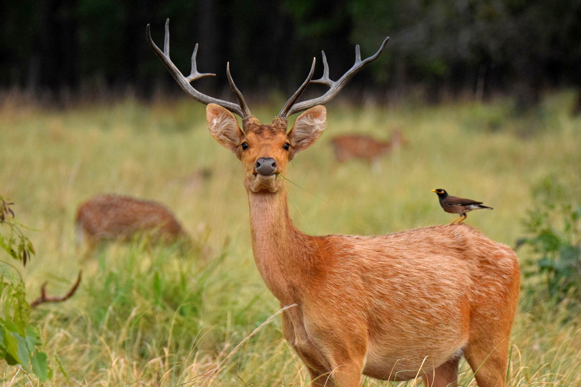 File:Barasingha pair (51074864933).jpg - Wikipedia