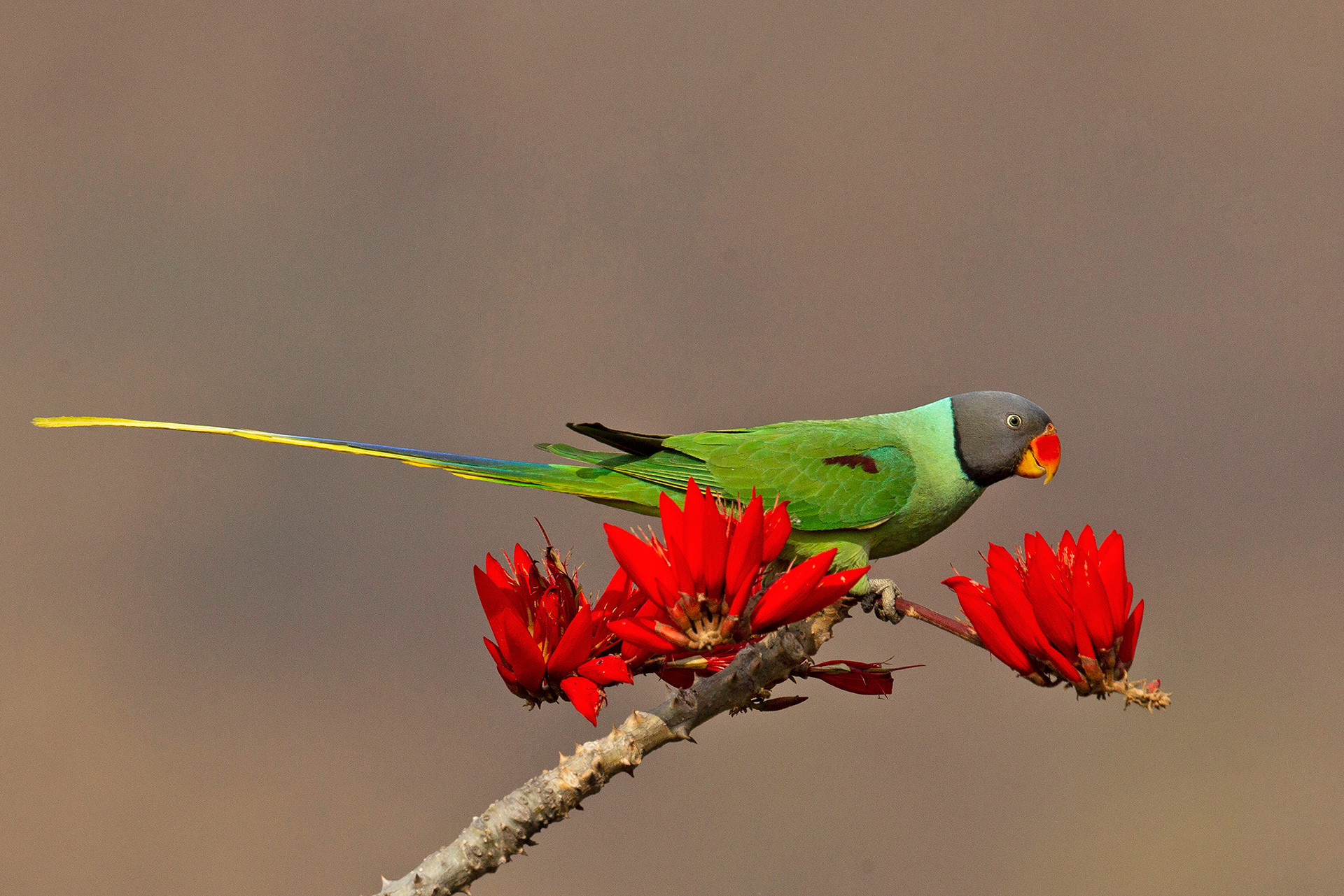 The Parakeets Of India | Nature inFocus