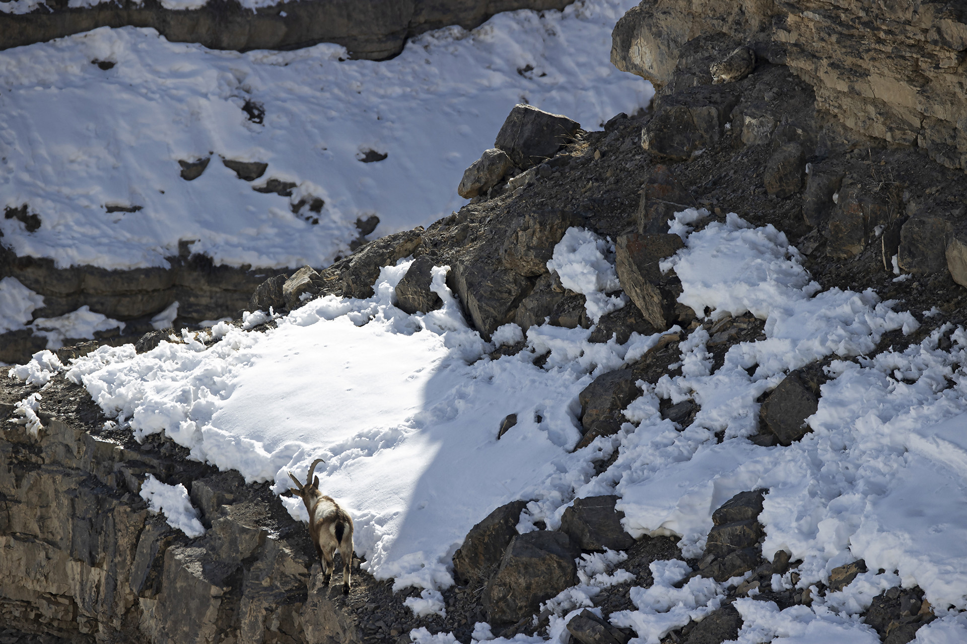 10 Things You Need To Know About Snow Leopards