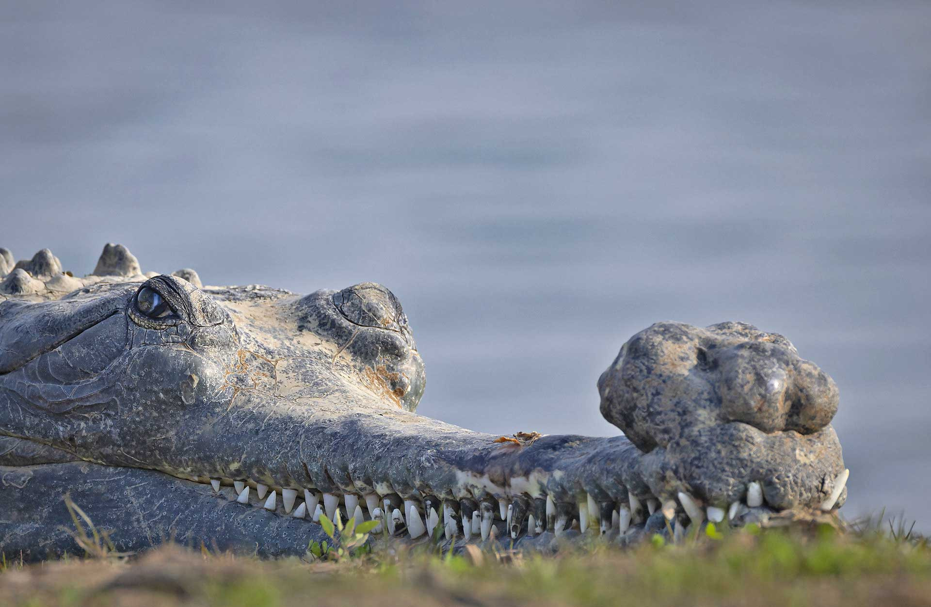 The Gharials Of River Chambal Nature inFocus 