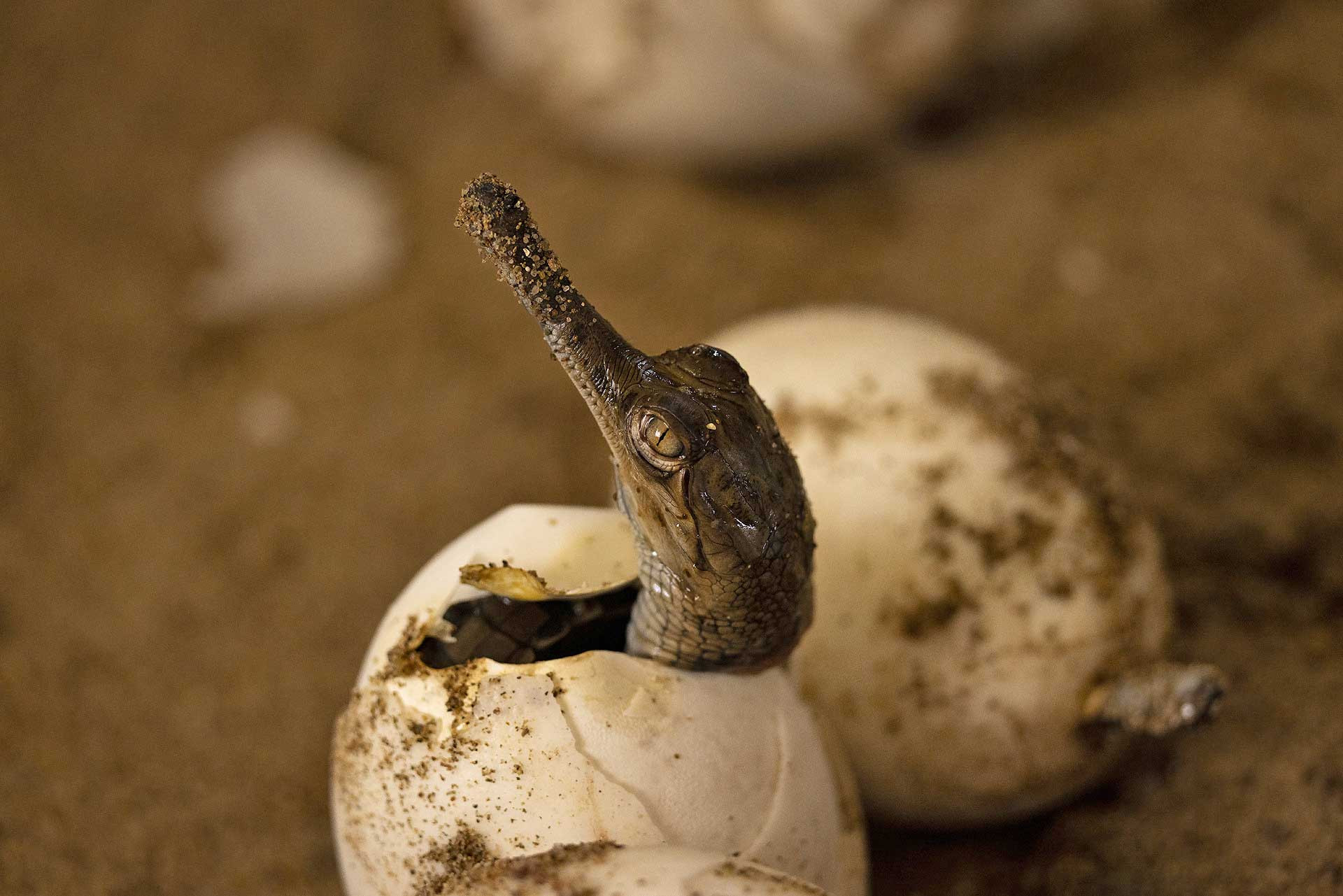 The Gharials Of River Chambal Nature inFocus 