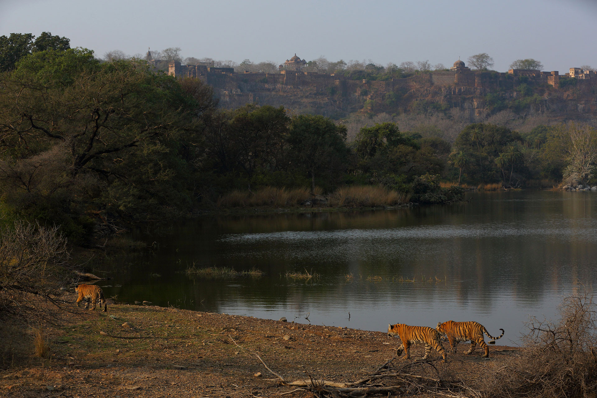 Wildlife Photography: The Art Behind The Craft | Nature inFocus