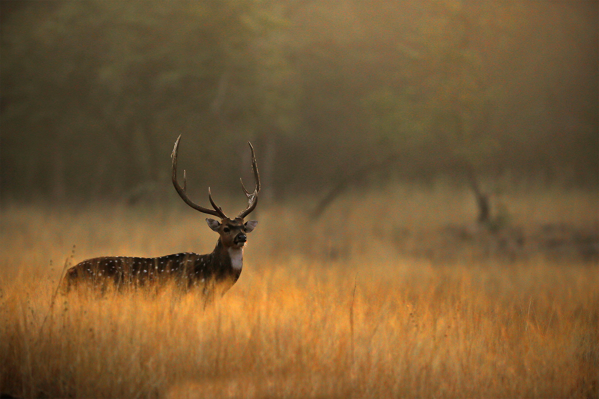 Snapshots From Panna National Park | Nature inFocus