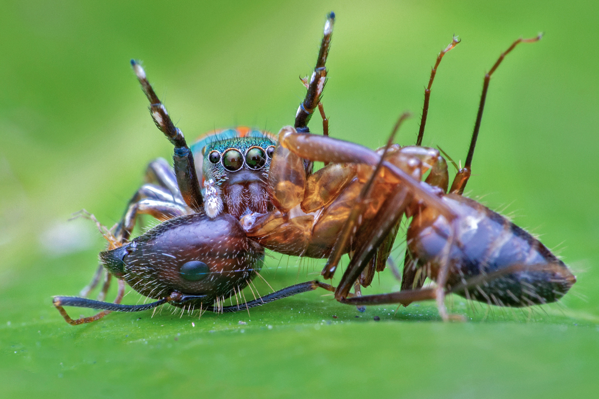 The Spectacular World Of Macro Photography | Nature inFocus