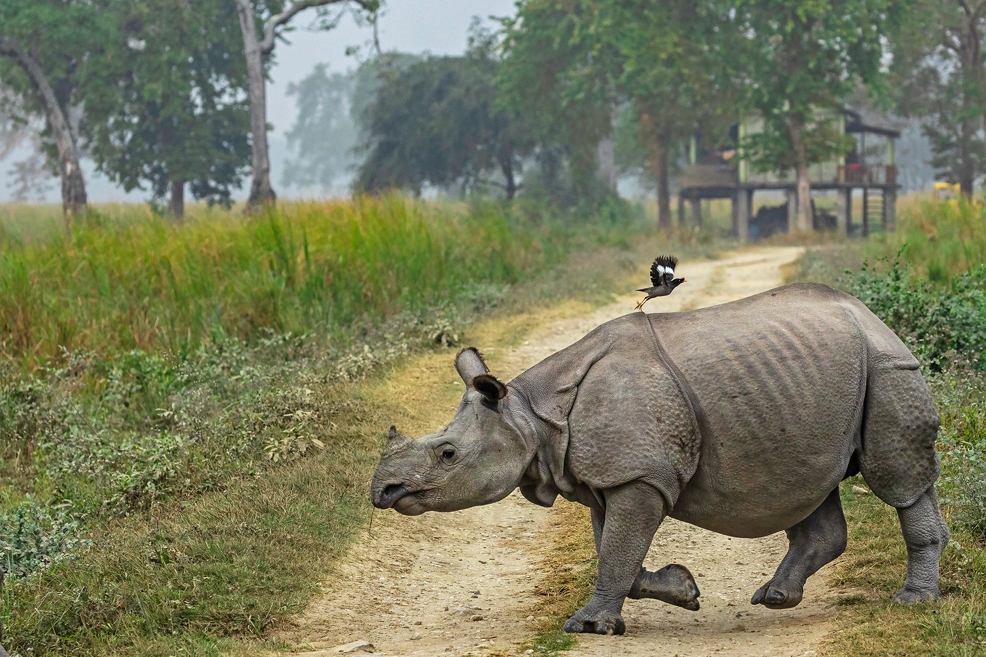 10 Things You Need To Know About Indian Rhinos | Nature inFocus