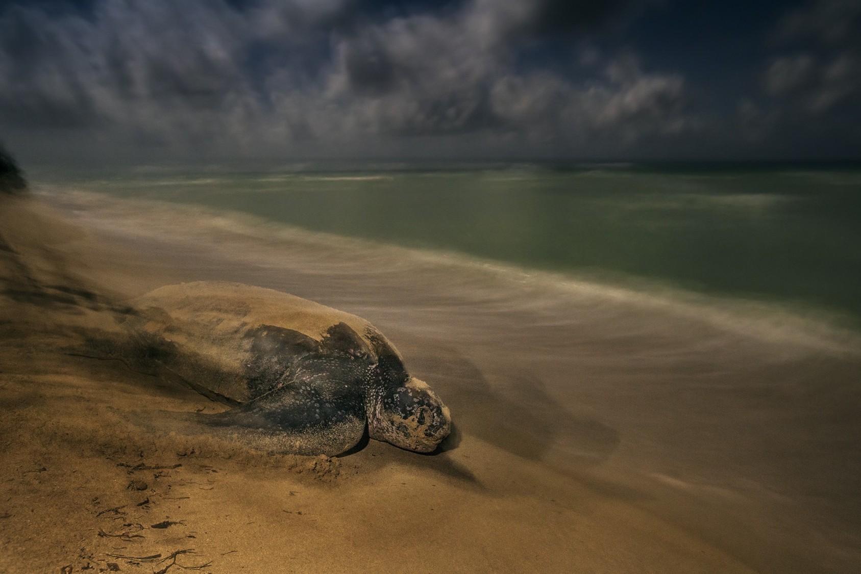 The Winners Of The NHM Wildlife Photography Awards - slide10 | Nature