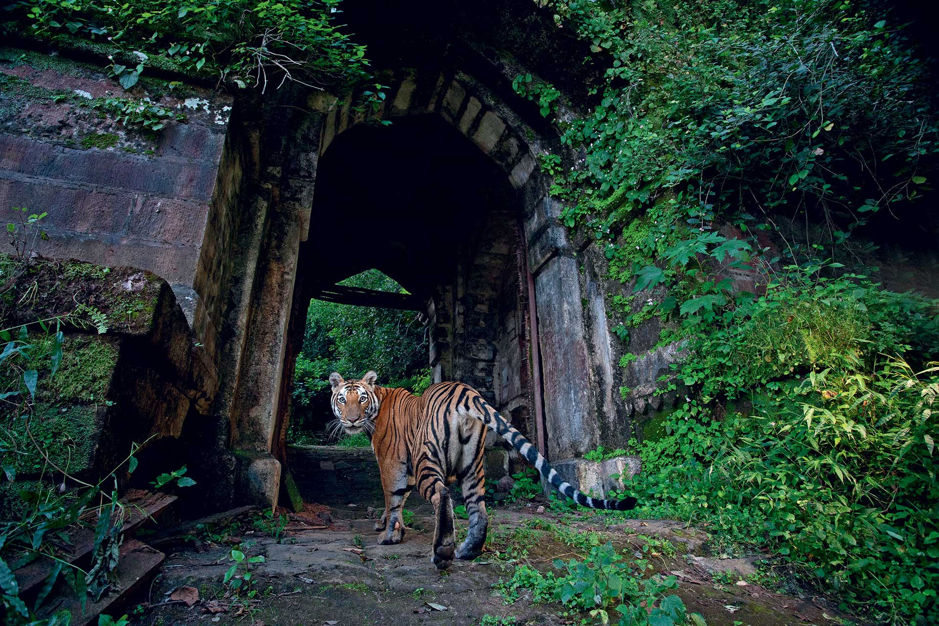 Tiger, Tiger (Not) Burning Bright - Wildlife SOS