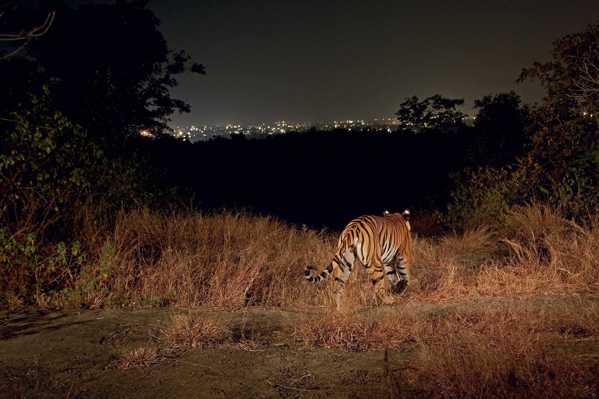 Tiger, Tiger (Not) Burning Bright - Wildlife SOS