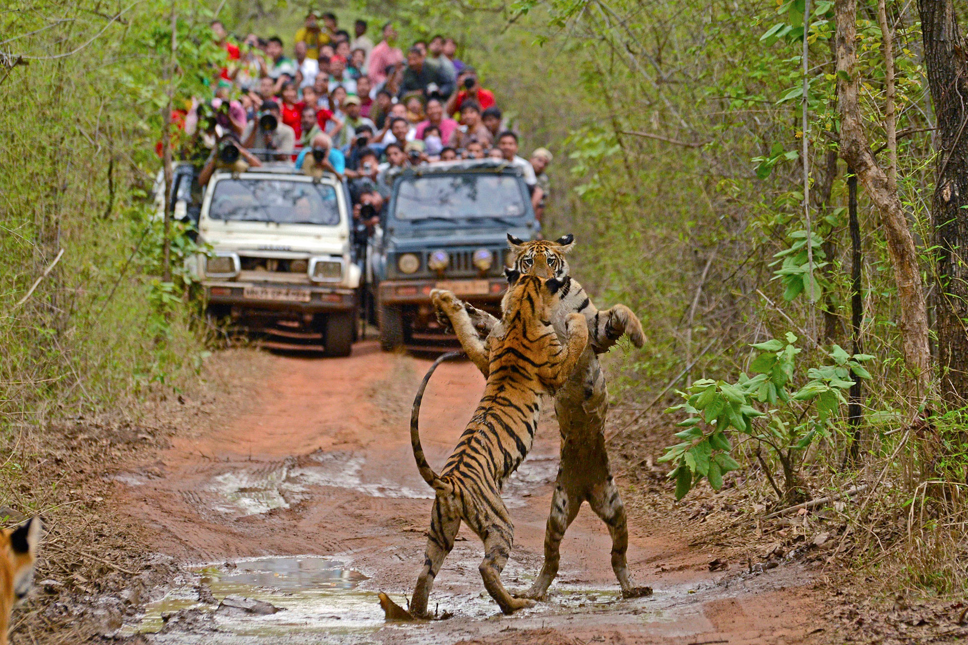 Interesting Facts about the Majestic Royal Bengal Tigers at the Tadoba Tiger  Reserve