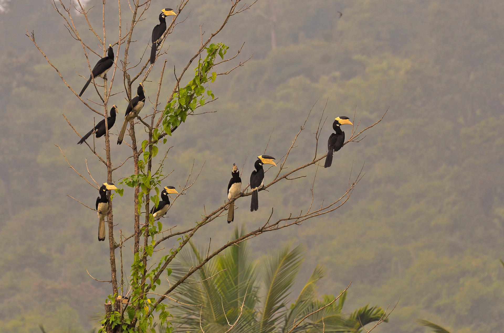 The Hornbills Of India | Nature inFocus