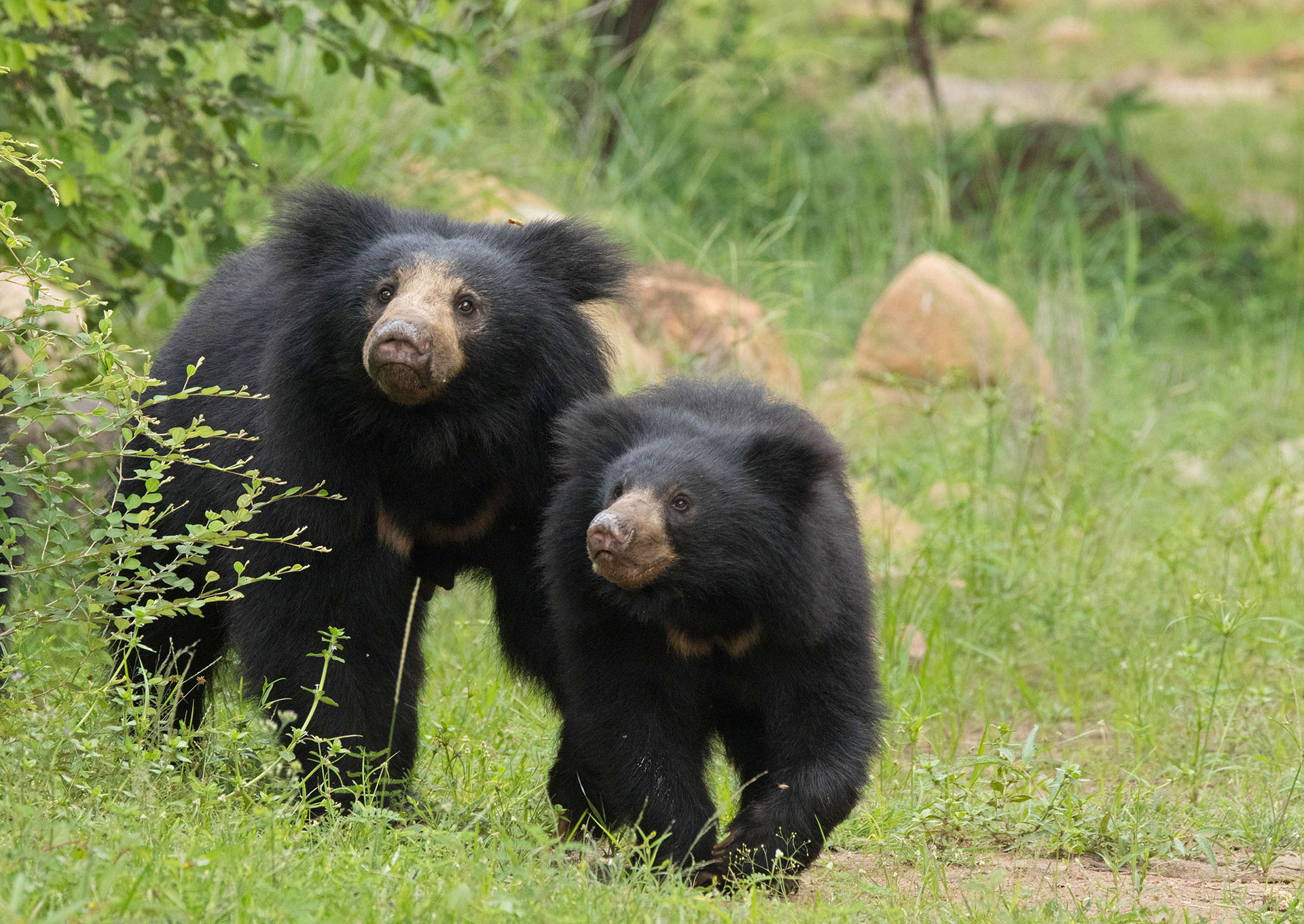 10 Things You Need To Know About Sloth Bears 