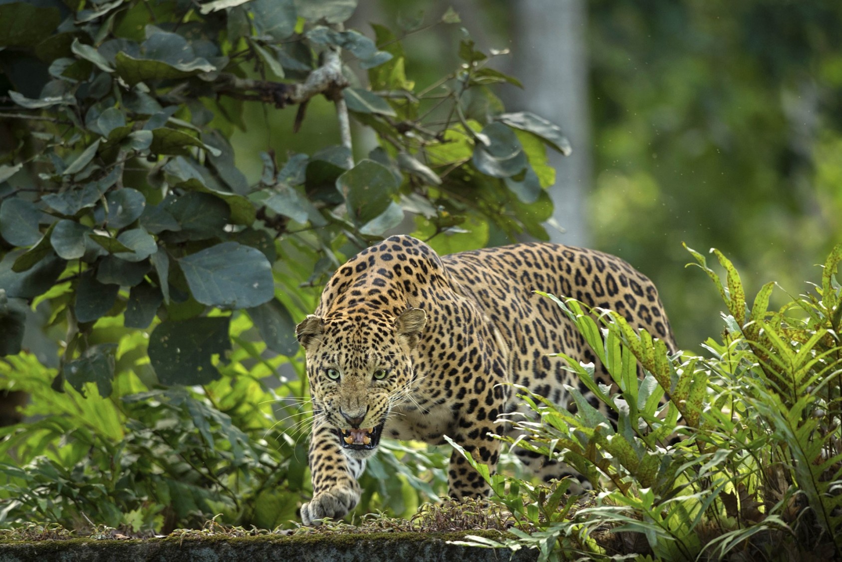 A large male leopard guards his kill behind the ferns.  Although leopards are fierce predators, they share the forest with other large carnivores like tigers and dholes, and are often required to defend the spoils of their hunt.