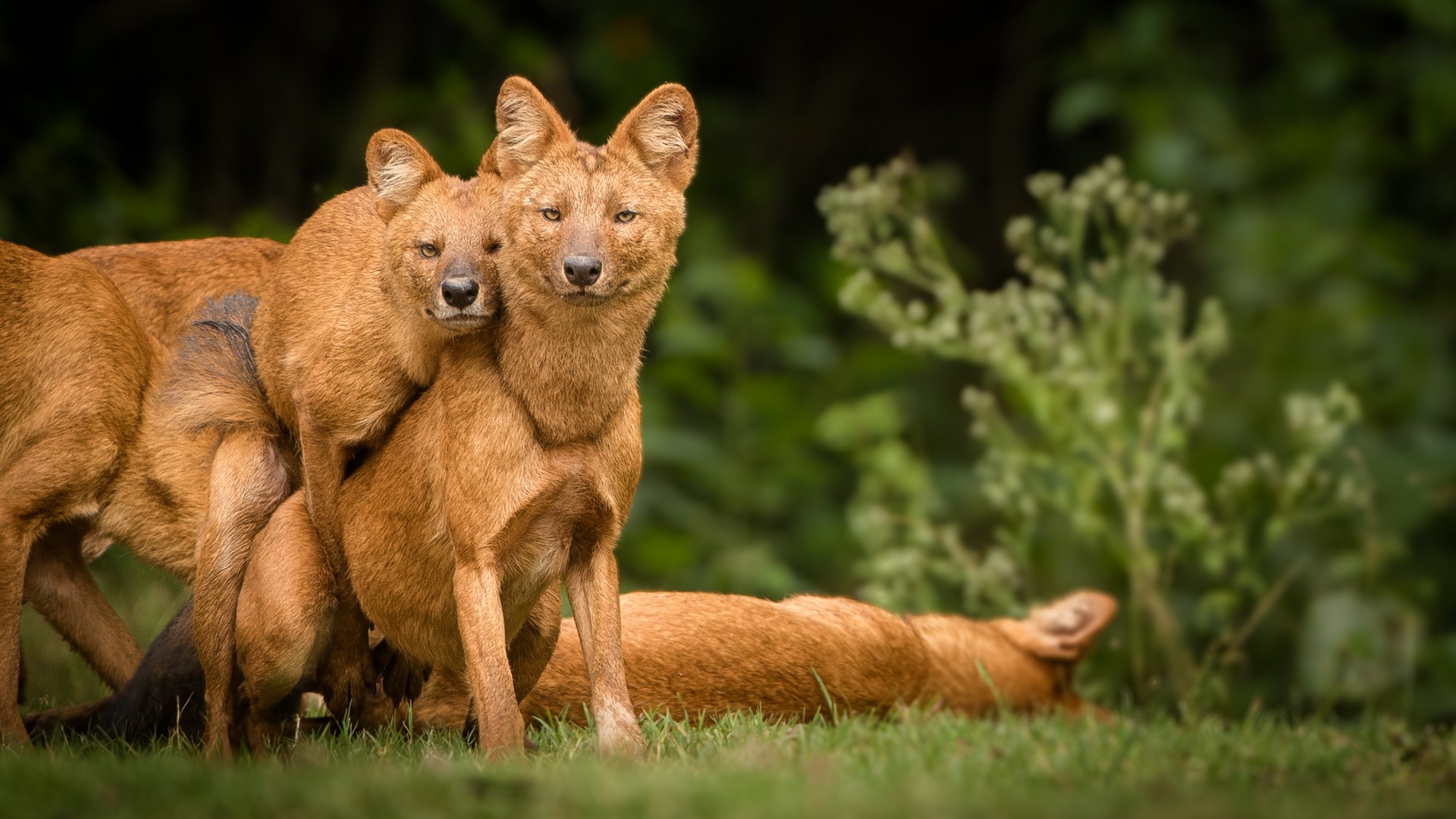 In Danger | Nature inFocus